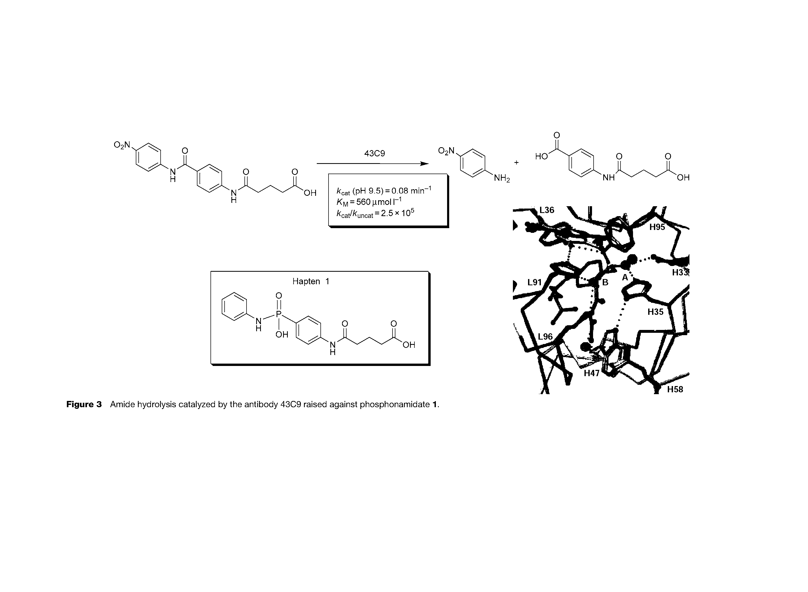 Figure 3 Amide hydrolysis catalyzed by the antibody 43C9 raised against phosphonamidate 1.