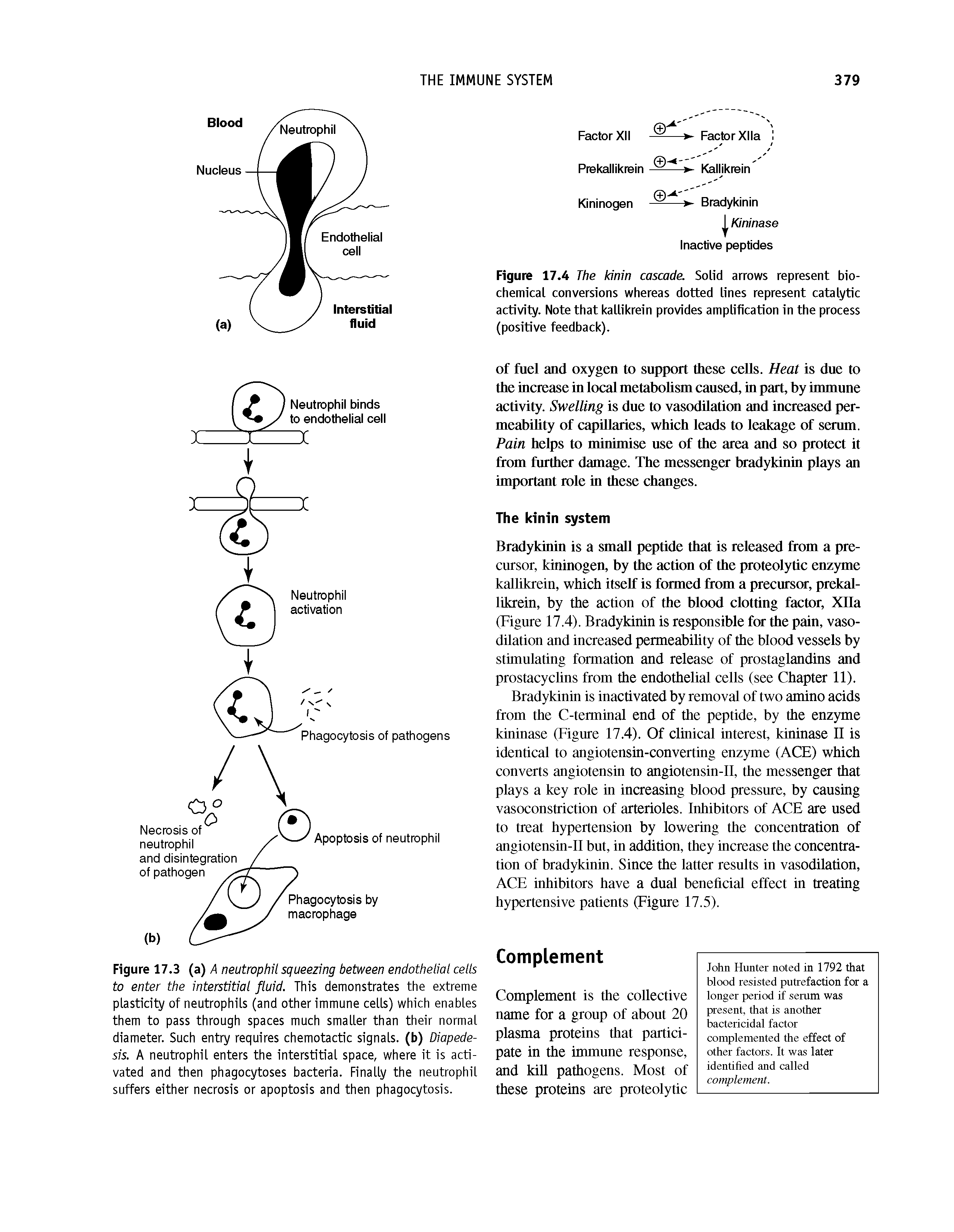 Figure 17.4 The kinin cascade. Solid arrows represent biochemical conversions whereas dotted lines represent catalytic activity. Note that kallikrein provides amplification in the process (positive feedback).