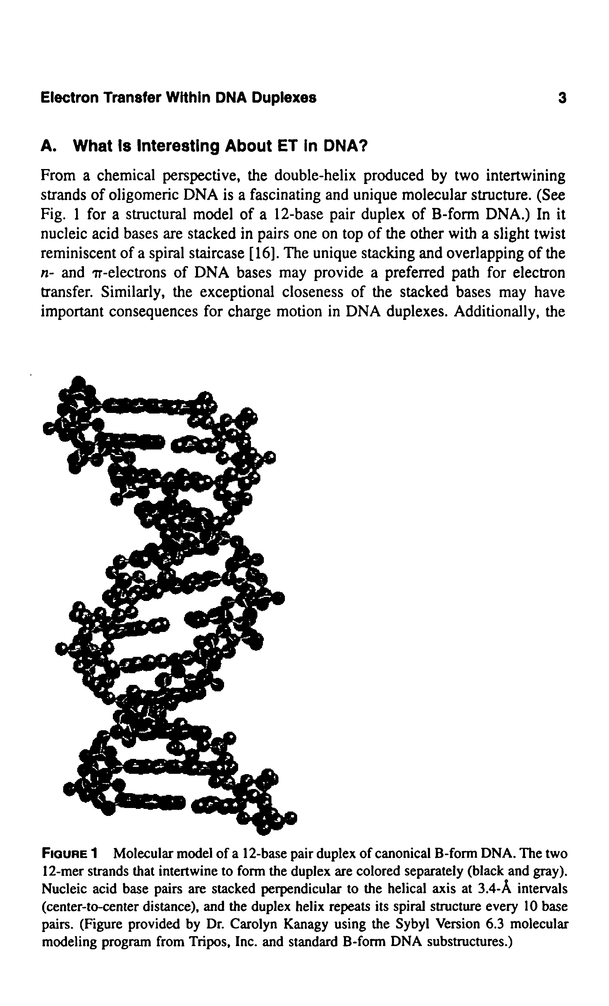 Figure 1 Molecular model of a 12-base pair duplex of canonical B-form DNA. The two 12-mer strands that intertwine to form the duplex are colored separately (black and gray). Nucleic acid base pairs are stacked perpendicular to the helical axis at 3.4-A intervals (center-to-center distance), and the duplex helix repeats its spiral structure every 10 base pairs. (Figure provided by Dr. Carolyn Kanagy using the Sybyl Version 6.3 molecular modeling program from Tripos, Inc. and standard B-form DNA substructures.)...