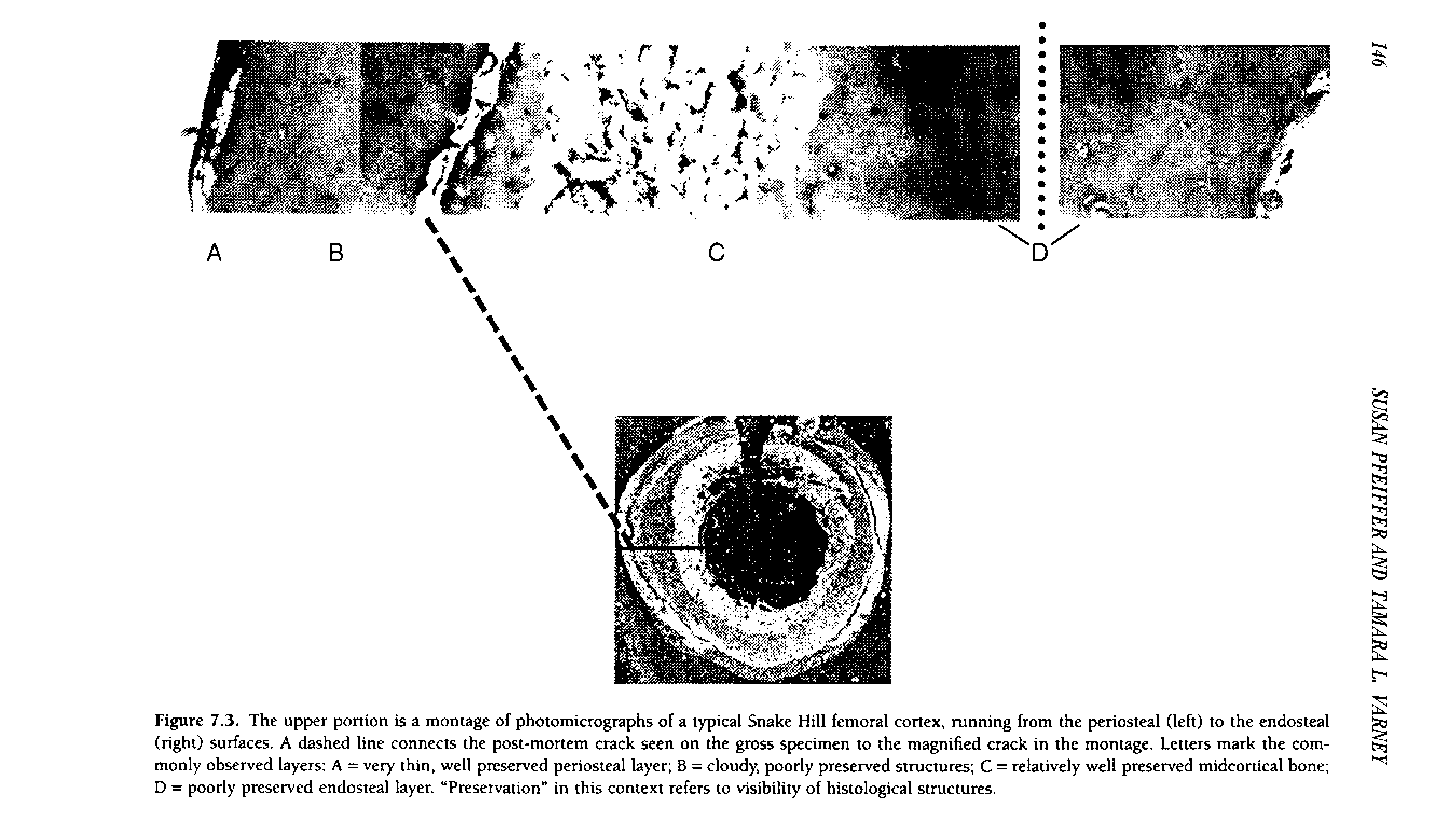 Figure 7.3. The upper ponion is a montage of photomicrographs of a typical Snake Hill femoral cortex, running from the periosteal (left) to the endosteal (right) surfaces. A dashed line connects the post-mortem crack seen on the gross specimen to the magnified crack in the montage. Letters mark the commonly observed layers A = very thin, well preserved periosteal layer B = cloudy, poorly preserved structures C = relatively well preserved midcortical bone D = poorly preserved endosteal layer. Preservation" in this context refers to visibility of histological structures.