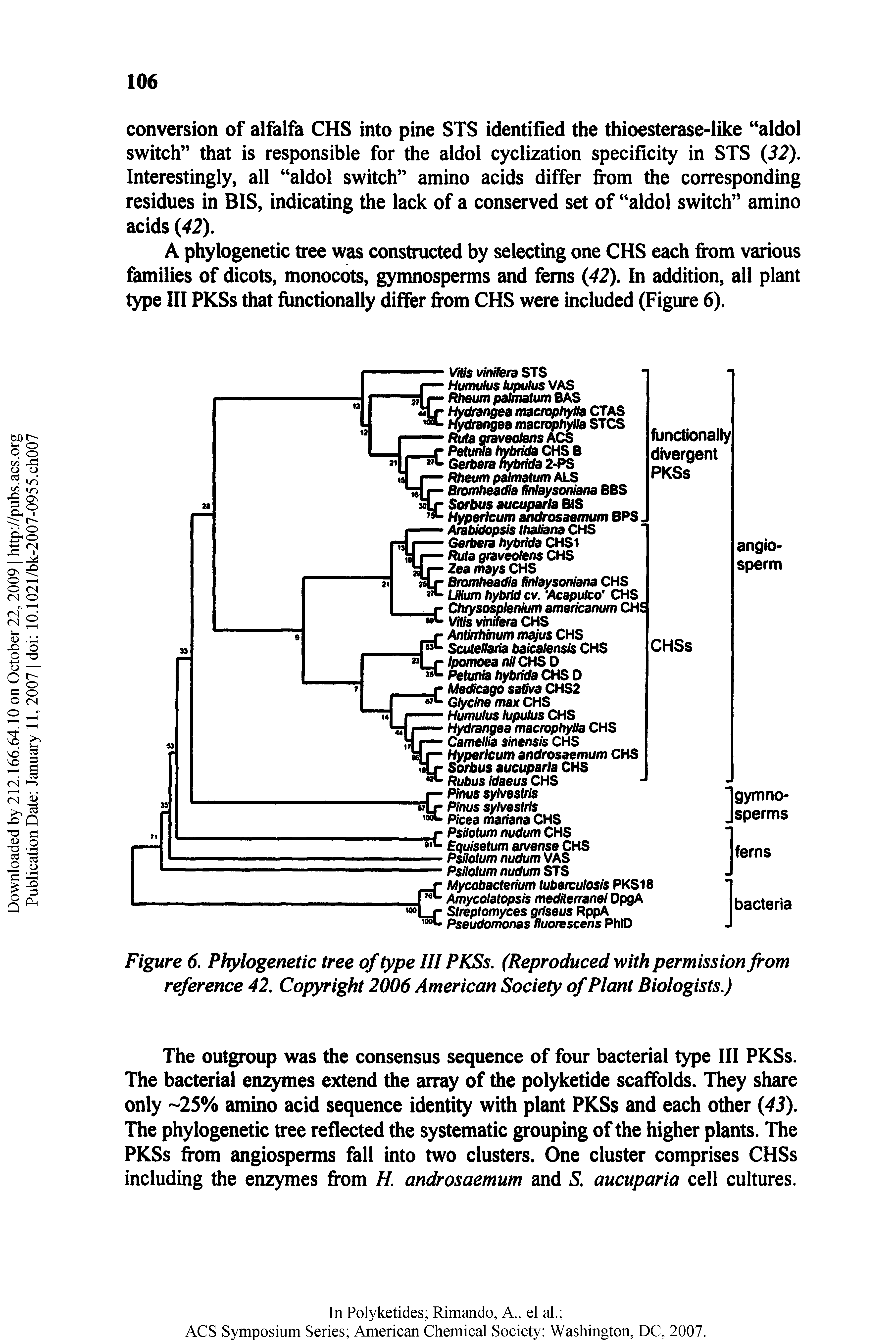 Figure 6. Phylogenetic tree of type III PKSs. (Reproduced with permission from reference 42. Copyright 2006 American Society of Plant Biologists.)...