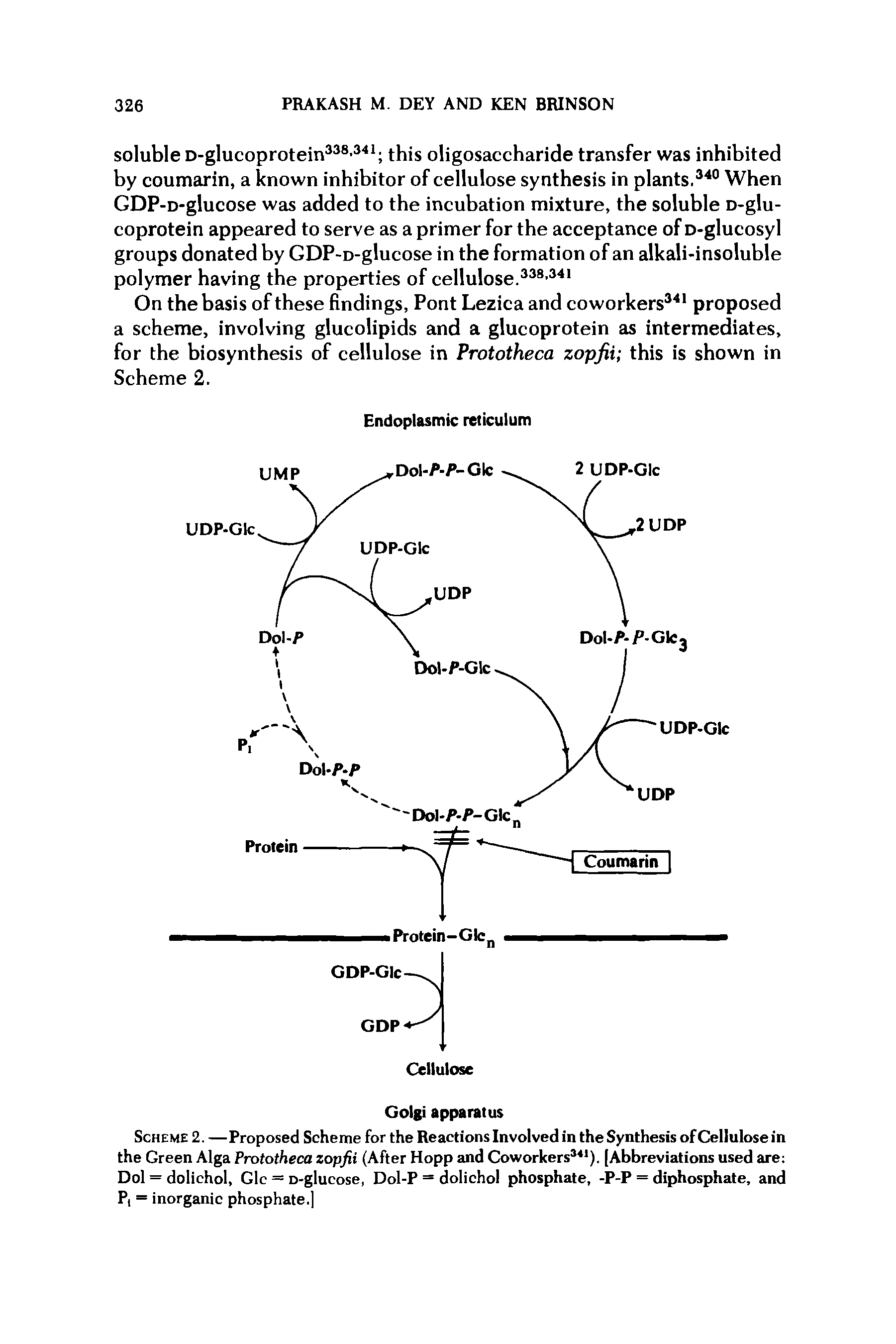 Scheme 2. —Proposed Scheme for the Reactions Involved in the Synthesis of Cellulose in the Green Alga Prototheca zopfii (After Hopp and Coworkers141). [Abbreviations used are Dol = dolichol, Glc = D-glucose, Dol-P = dolichol phosphate, -P-P = diphosphate, and P, = inorganic phosphate.]...