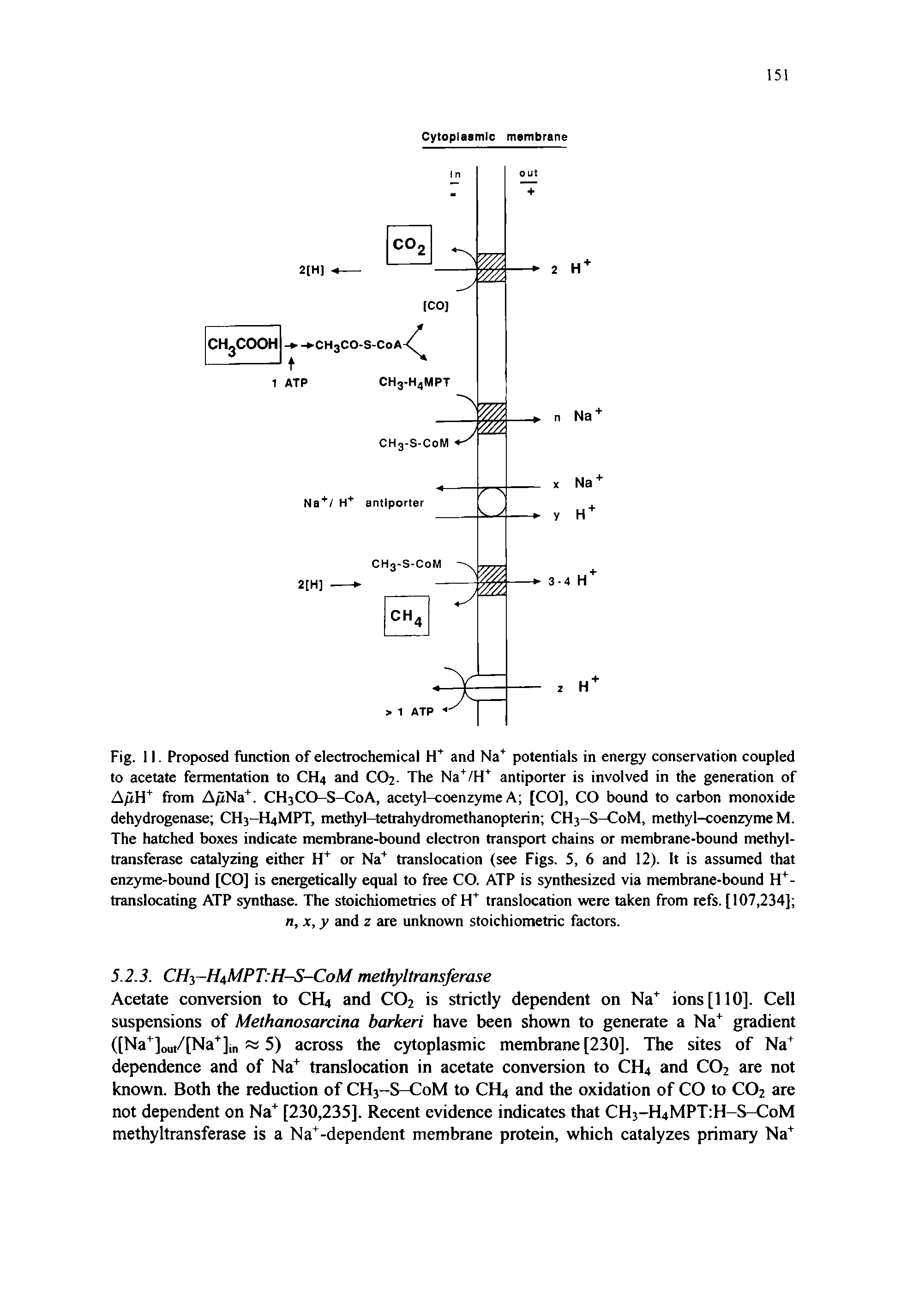 Fig. 11. Proposed function of electrochemical and Na potentials in energy conservation coupled to acetate fermentation to CH4 and CO2. The Na /H antiporter is involved in the generation of A/iH from A/iNa. CH3CO-S-C0A, acetyl-coenzyme A [CO], CO bound to carbon monoxide dehydrogenase CH3-H4MPT, methyl-tetrahydromethanopterin CH3-S-C0M, methyl-coenzyme M. The hatched boxes indicate membrane-bound electron transport chains or membrane-bound methyl-transferase catalyzing either IT or Na translocation (see Figs. 5, 6 and 12). It is assumed that enzyme-bound [CO] is energetically equal to free CO. ATP is synthesized via membrane-bound H -translocating ATP synthase. The stoichiometries of translocation were taken from refs. [107,234] n, X, y and z are unknown stoichiometric factors.