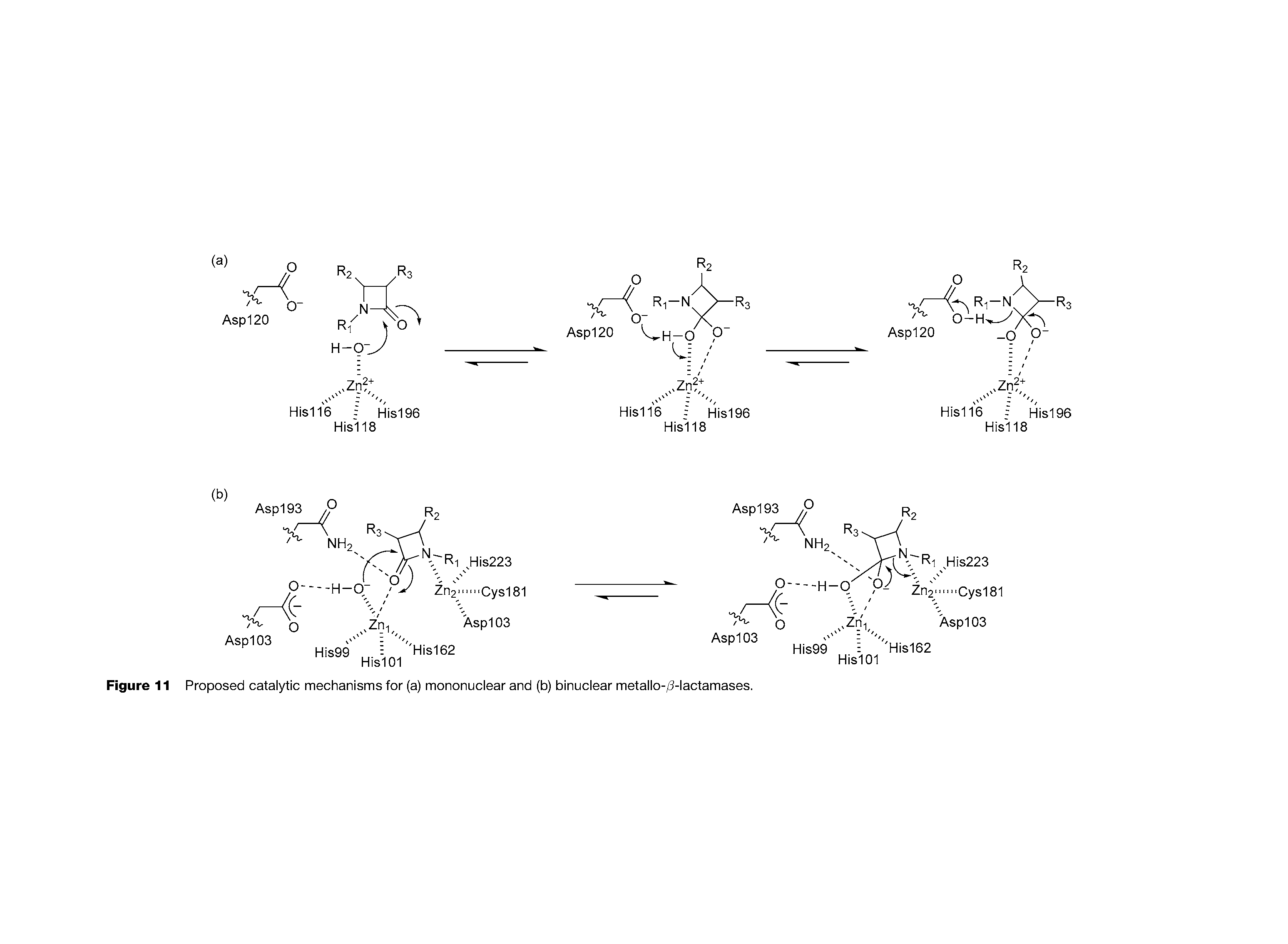Figure 11 Proposed catalytic mechanisms for (a) mononuclear and (b) binuclear metallo-/3-lactamases.