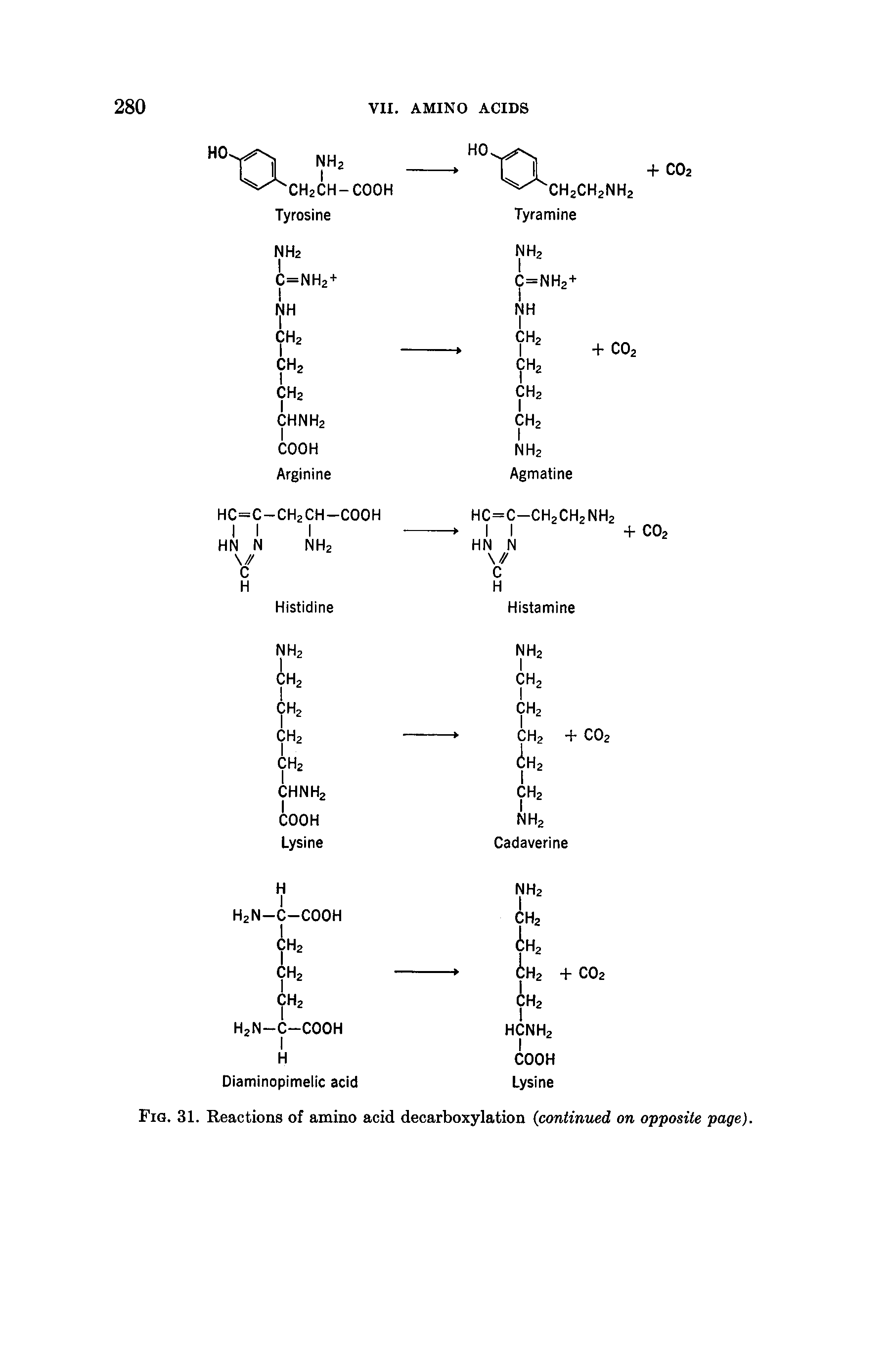 Fig. 31. Reactions of amino acid decarboxylation continued on opposite page).