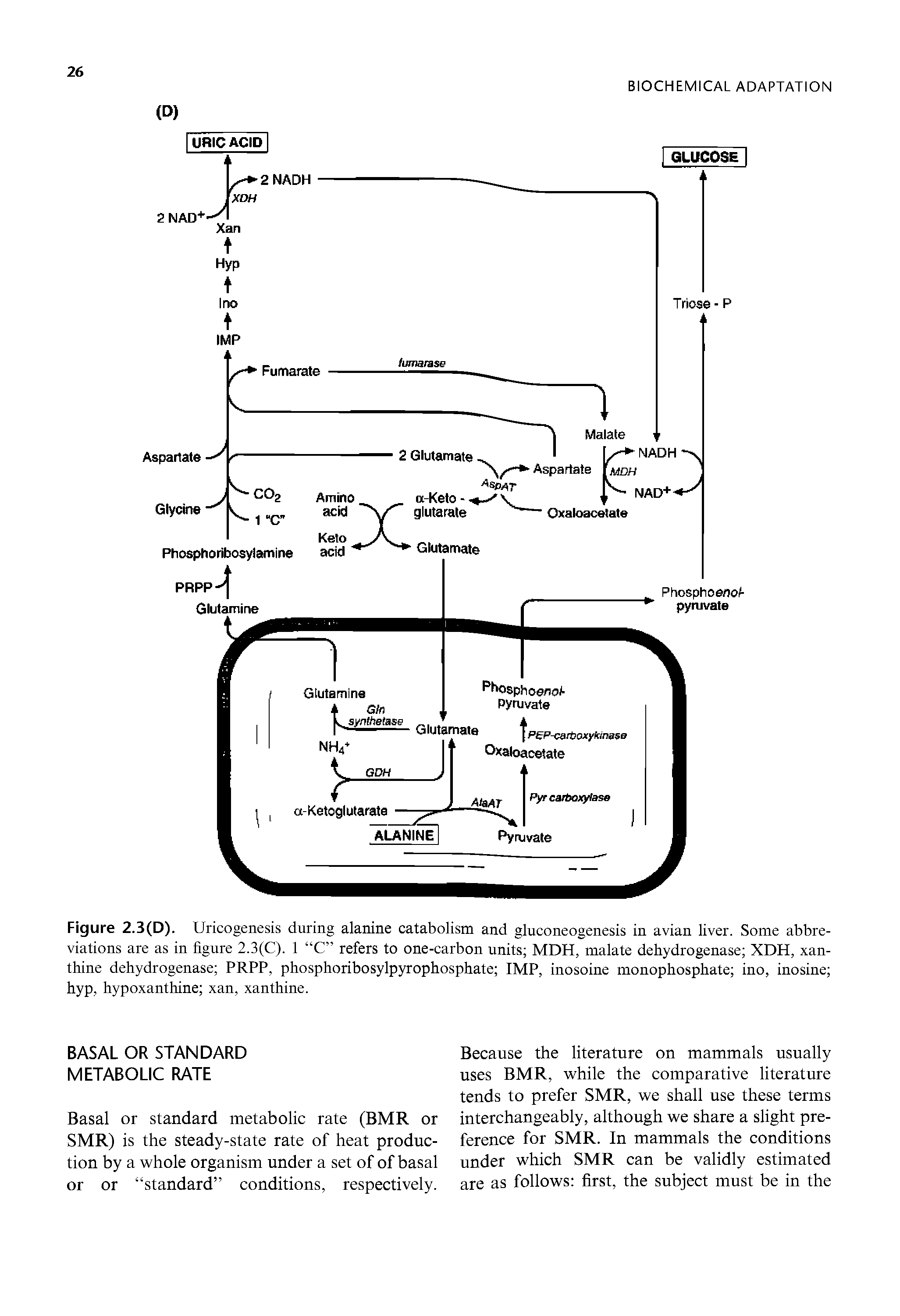 Figure 2.3(D). Uricogenesis during alanine catabolism and gluconeogenesis in avian liver. Some abbreviations are as in figure 2.3(C). 1 C refers to one-carbon units MDH, malate dehydrogenase XDH, xanthine dehydrogenase PRPP, phosphoribosylpyrophosphate IMP, inosoine monophosphate ino, inosine hyp, hypoxanthine xan, xanthine.