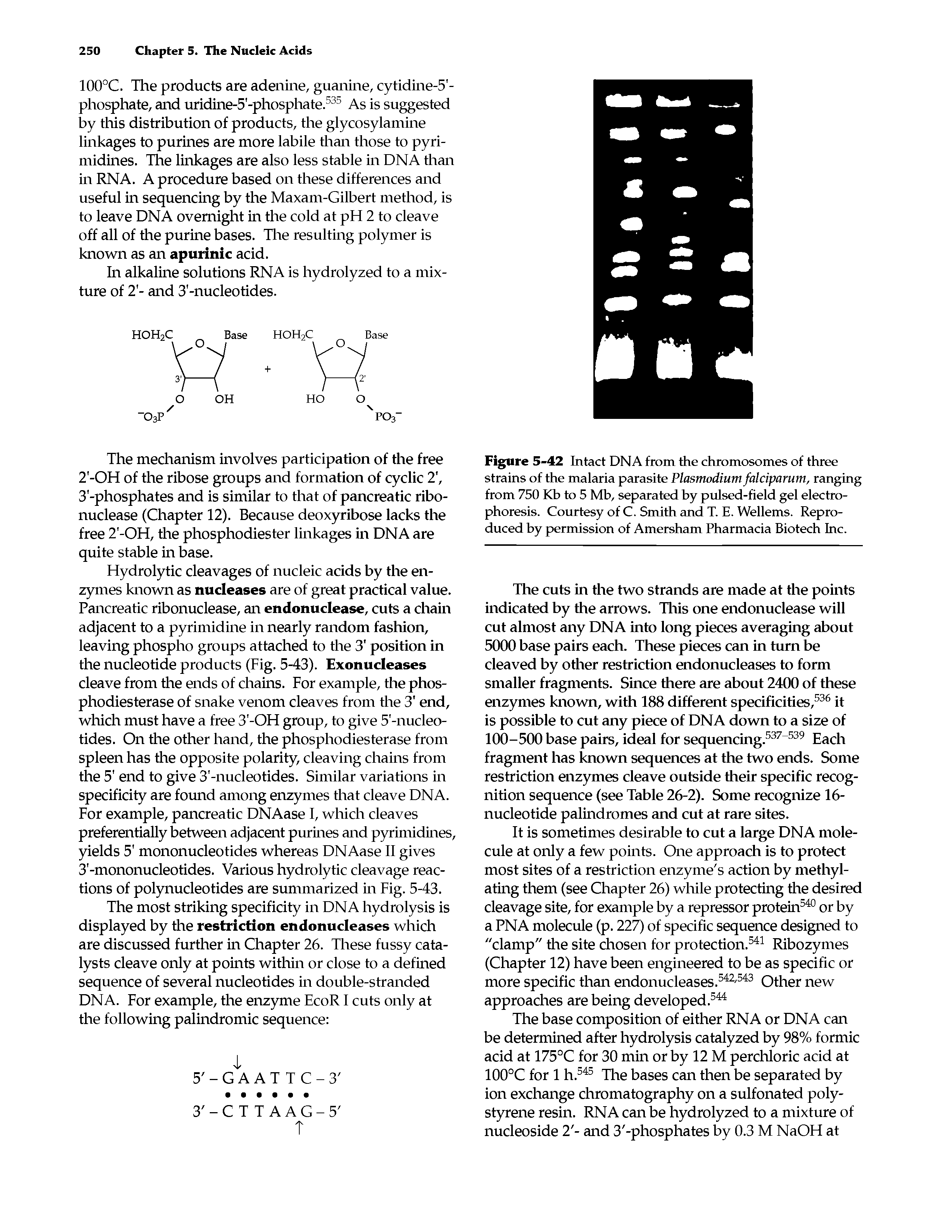 Figure 5-42 Intact DNA from the chromosomes of three strains of the malaria parasite Plasmodium falciparum, ranging from 750 Kb to 5 Mb, separated by pulsed-field gel electrophoresis. Courtesy of C. Smith and T. E. Wellems. Reproduced by permission of Amersham Pharmacia Biotech Inc.