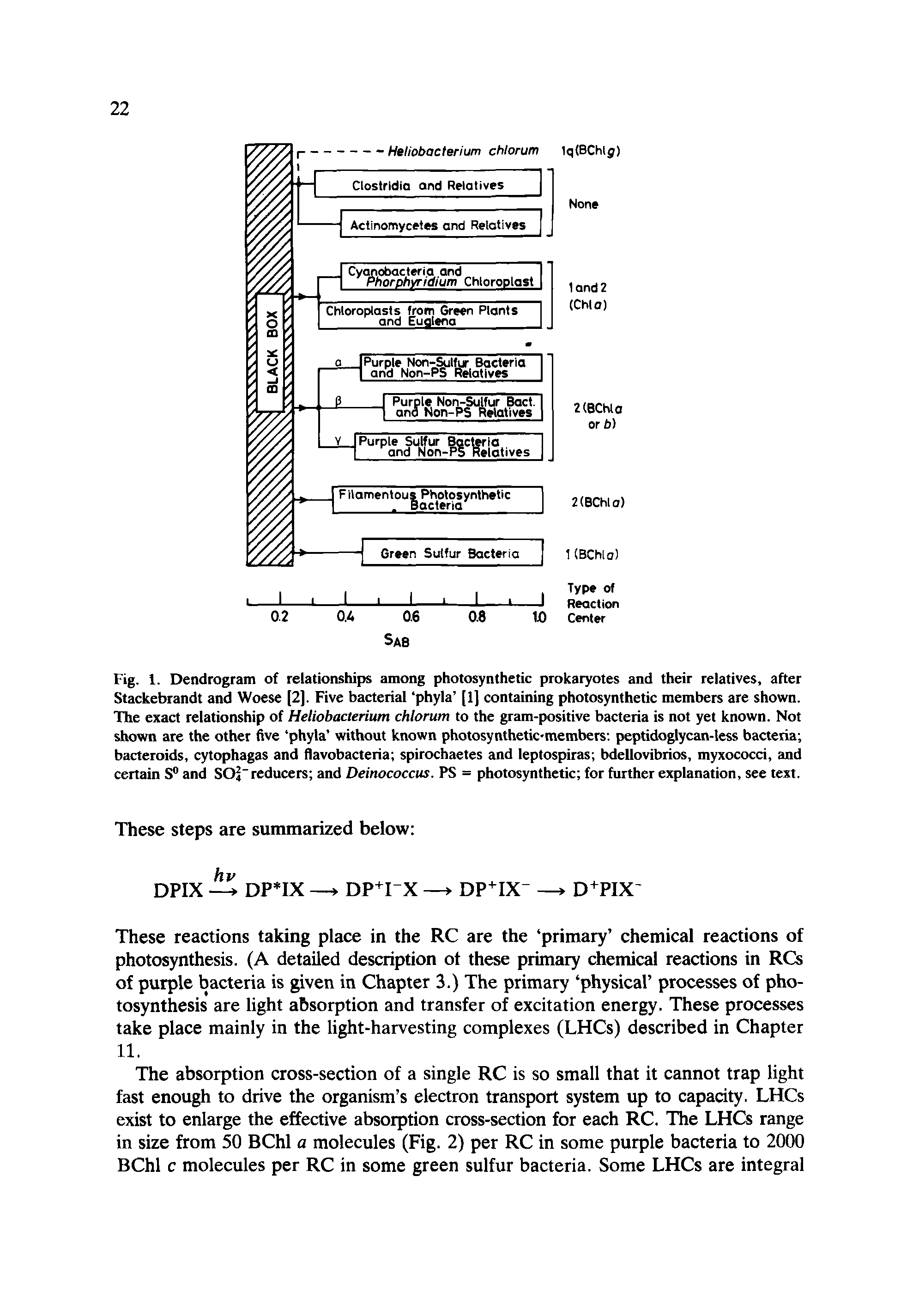 Fig. 1. Dendrogram of relationships among photosynthetic prokaryotes and their relatives, after Stackebrandt and Woese [2], Five bacterial phyla [1] containing photosynthetic members are shown. The exact relationship of Heliobacterium chlorum to the gram-positive bacteria is not yet known. Not shown are the other five phyla without known photosynthetic-members peptidoglycan-less bacteria bacteroids, cytophagas and flavobacteria spirochaetes and leptospiras bdellovibrios, myxococci, and certain S and SOj reducers and Deinococcus. PS = photosynthetic for further explanation, see text.