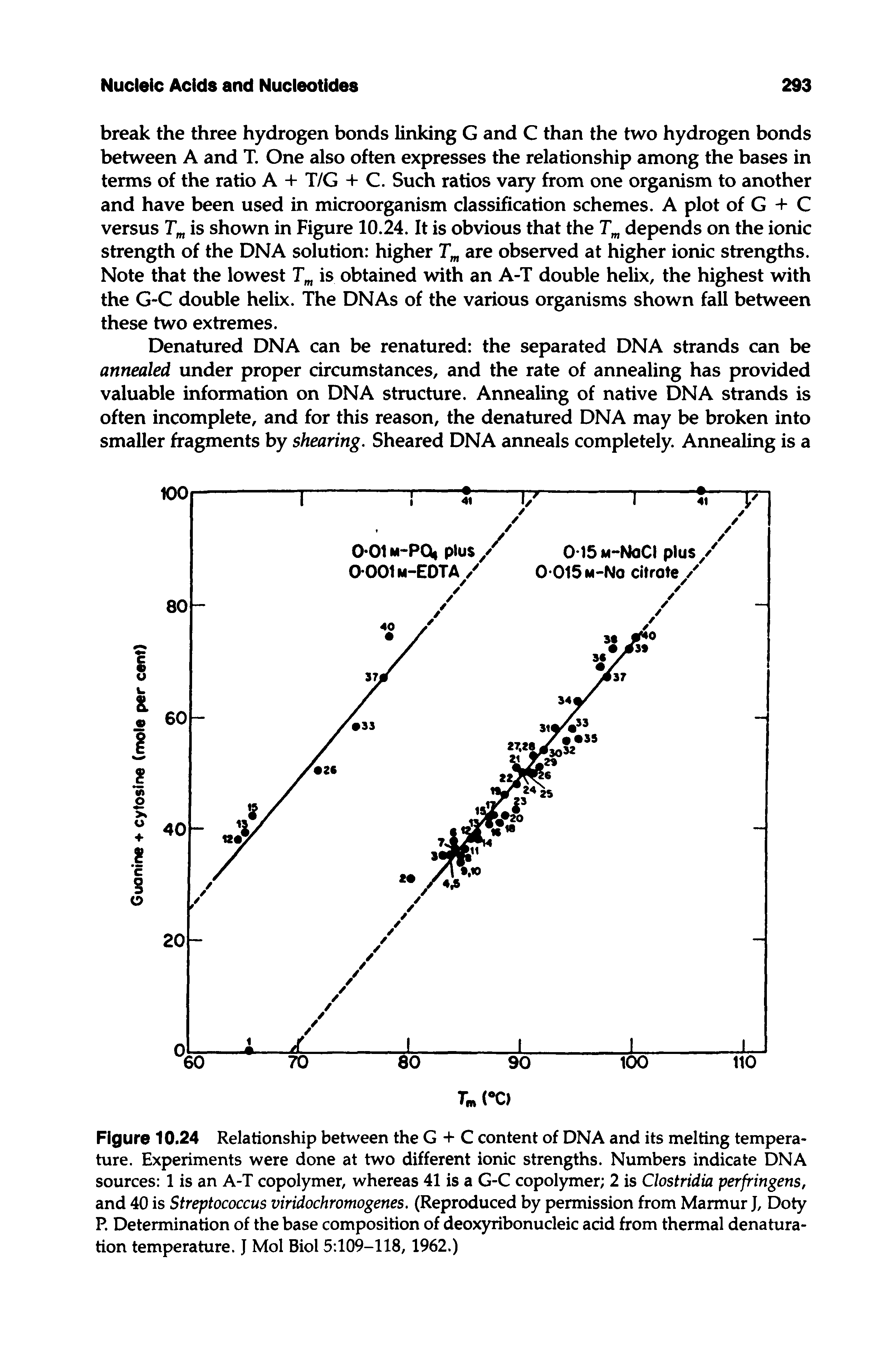 Figure 10.24 Relationship between the G + C content of DNA and its melting temperature. Experiments were done at two different ionic strengths. Numbers indicate DNA sources 1 is an A-T copolymer, whereas 41 is a G-C copolymer 2 is Clostridia perfringens, and 40 is Streptococcus viridochromogenes. (Reproduced by permission from Marmur J, Doty R Determination of the base composition of deoxyribonucleic acid from thermal denatura-tion temperature. J Mol Biol 5 109-118, 1962.)...