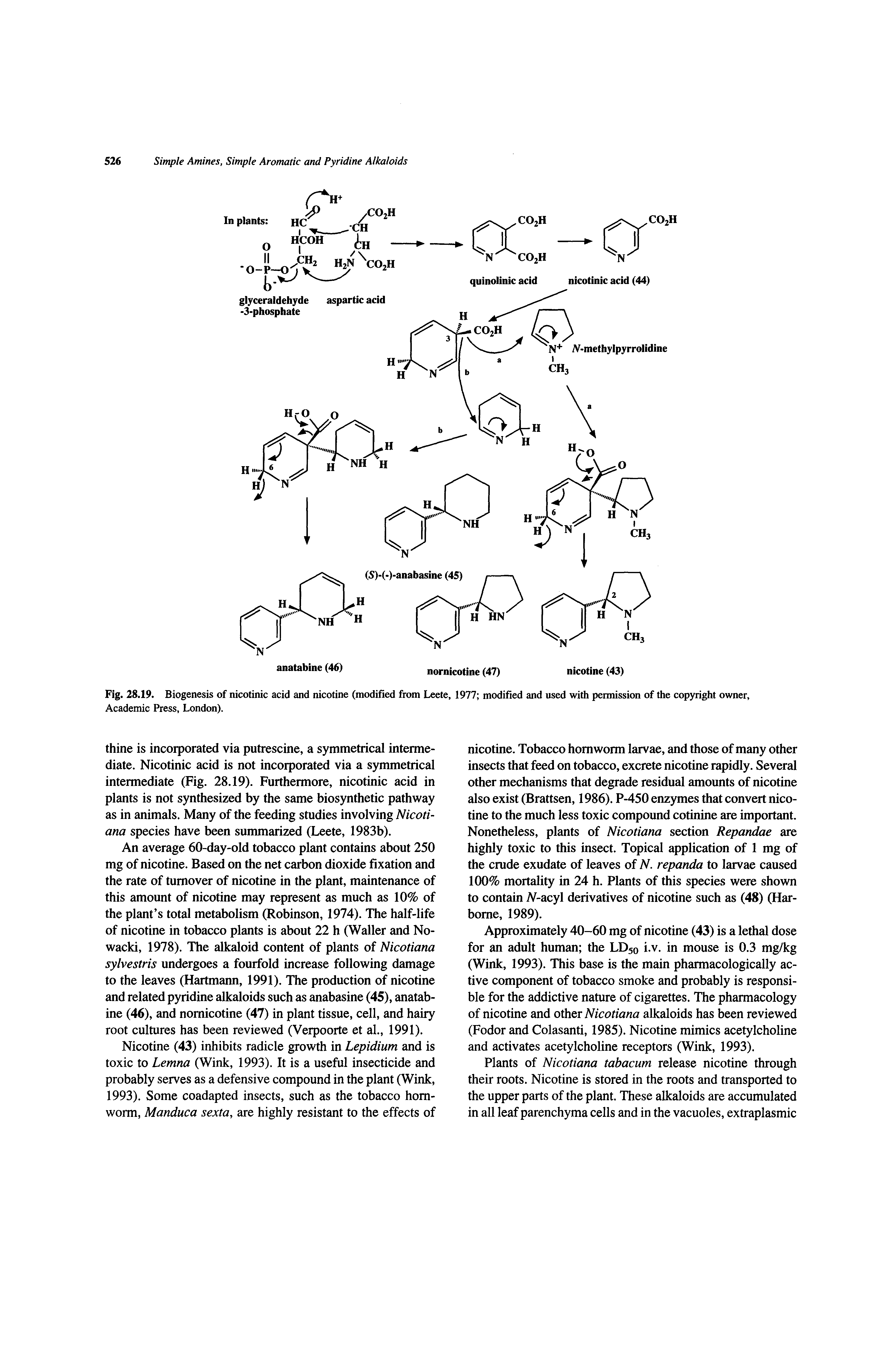 Fig. 28.19. Biogenesis of nicotinic acid and nicotine (modified from Leete, 1977 modified and used with permission of the copyright owner. Academic Press, London).