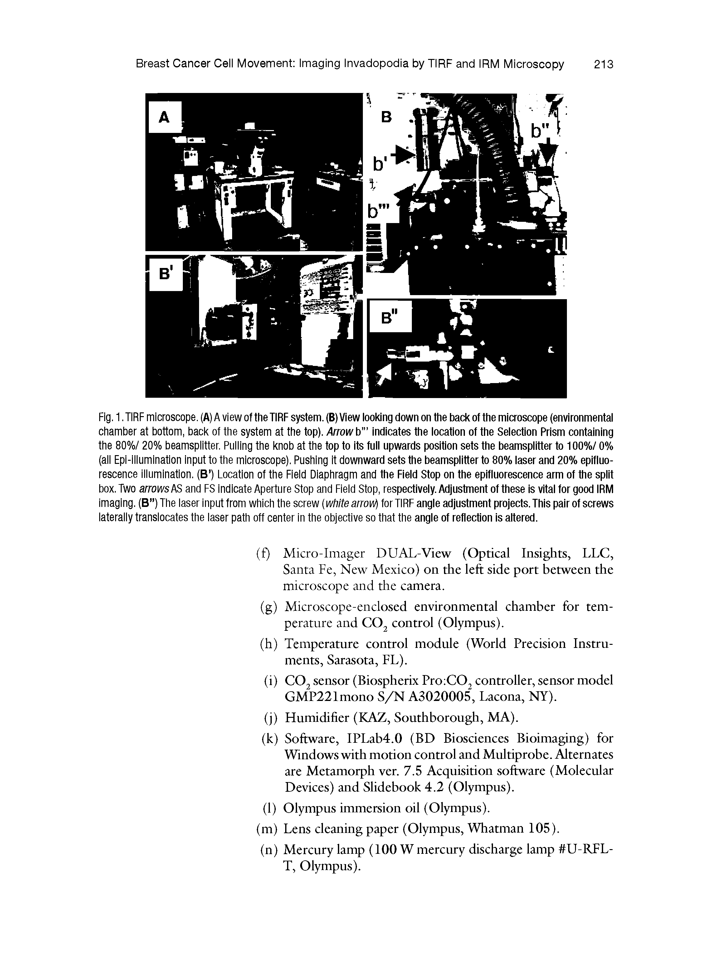 Fig. 1. TIRF microscope. (A) A view of the TIRF system. (B)View looking down on the back of the microscope (environmental chamber at bottom, back of the system at the top). Arrow b indicates the location of the Selection Prism containing the 80%/ 20% beamsplitter. Pulling the knob at the top to its full upwards position sets the beamsplitter to 100%/ 0% (all Epi-illumination input to the microscope). Pushing it downward sets the beamsplitter to 80% laser and 20% epifluo-rescence illumination. (B ) Location of the Field Diaphragm and the Field Stop on the epifluorescence arm of the split box. Two arrows AS and FS indicate Aperture Stop and Field Stop, respectively. Adjustment of these is vital for good IRM imaging. (B ) The laser input from which the screw white arroW) for TIRF angle adjustment projects. This pair of screws laterally translocates the laser path off center in the objective so that the angle of reflection is altered.