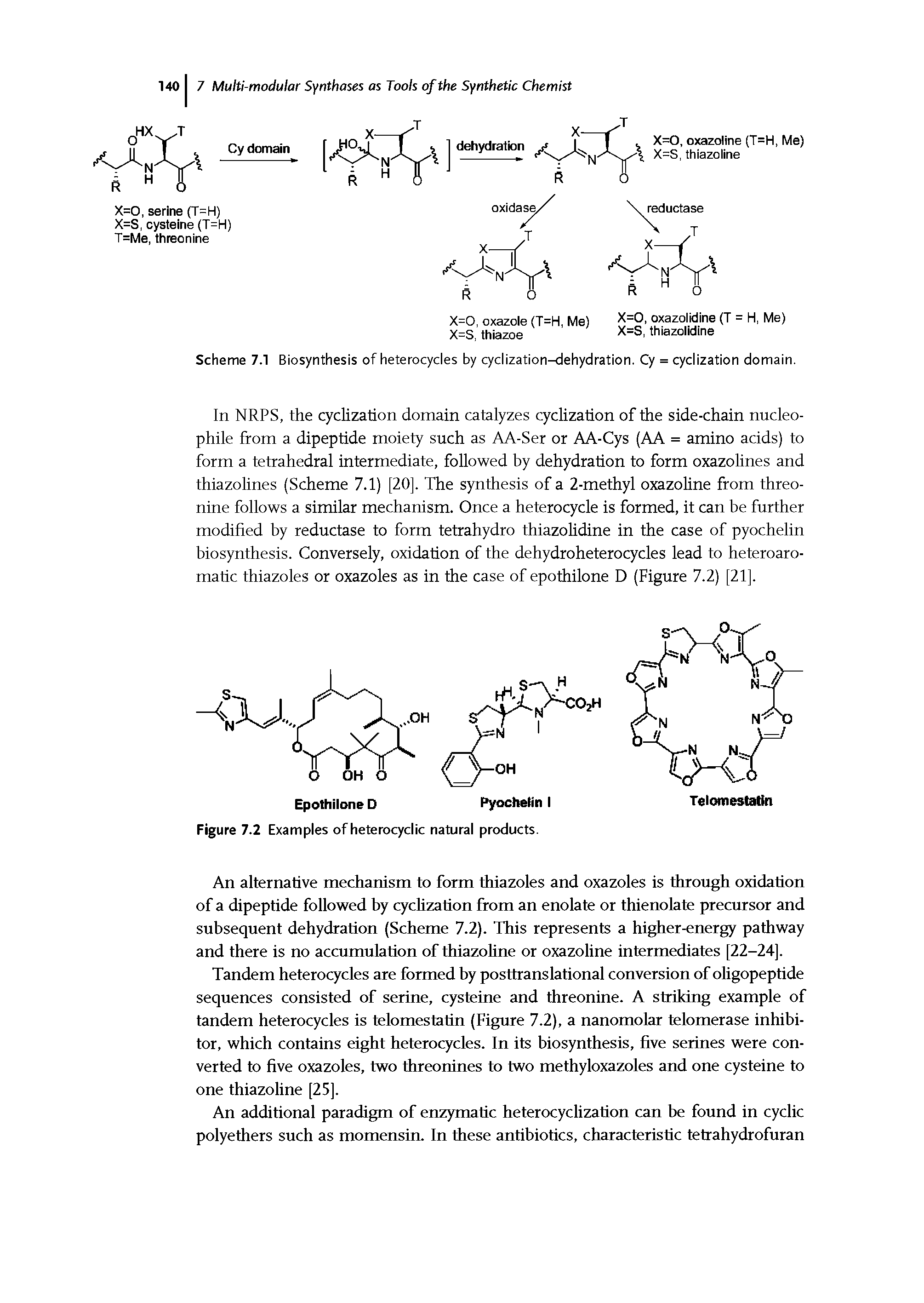 Scheme 7.1 Biosynthesis of heterocycles by cyclization-dehydration. Cy = cyclization domain.