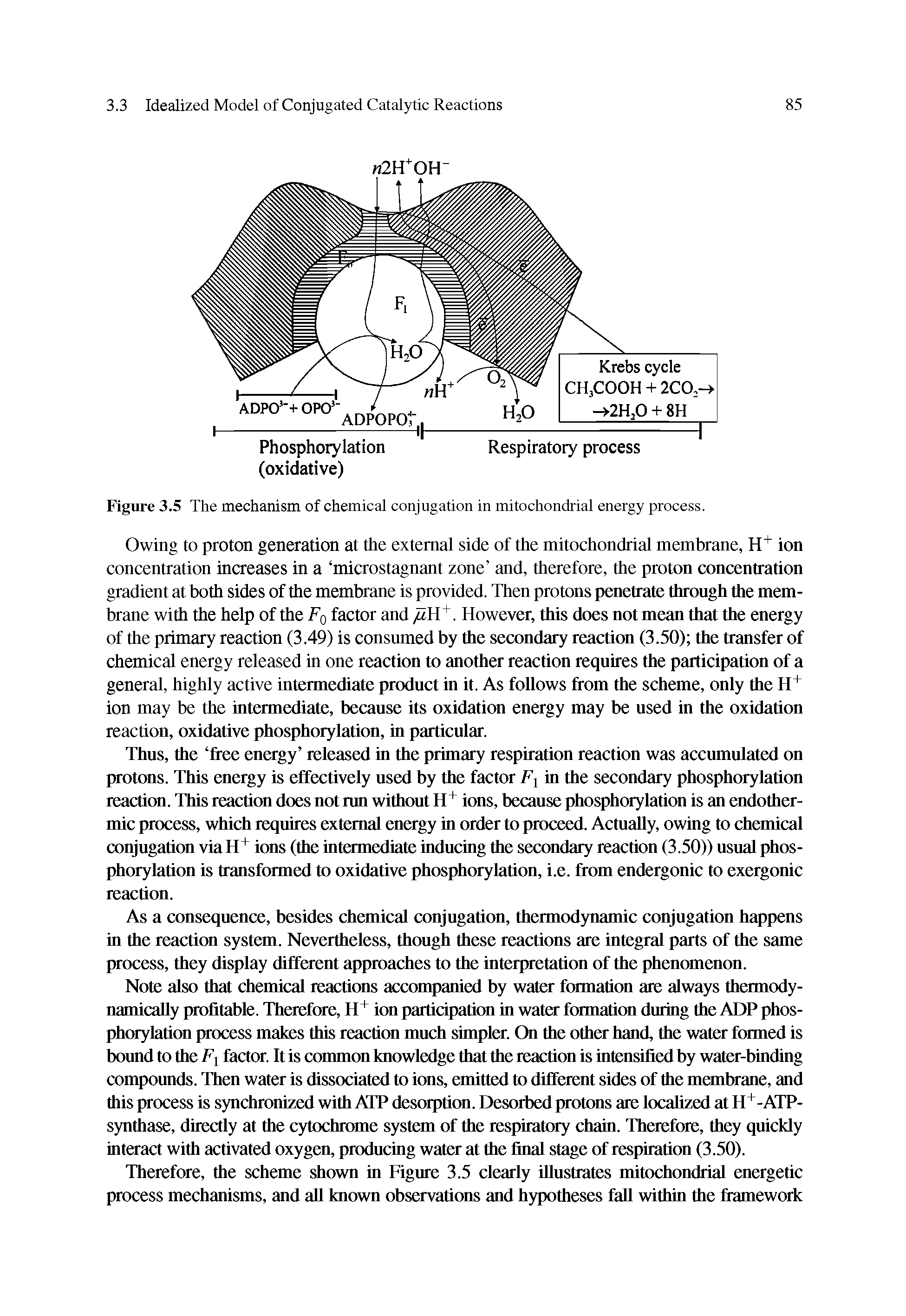 Figure 3.5 The mechanism of chemical conjugation in mitochondrial energy process.