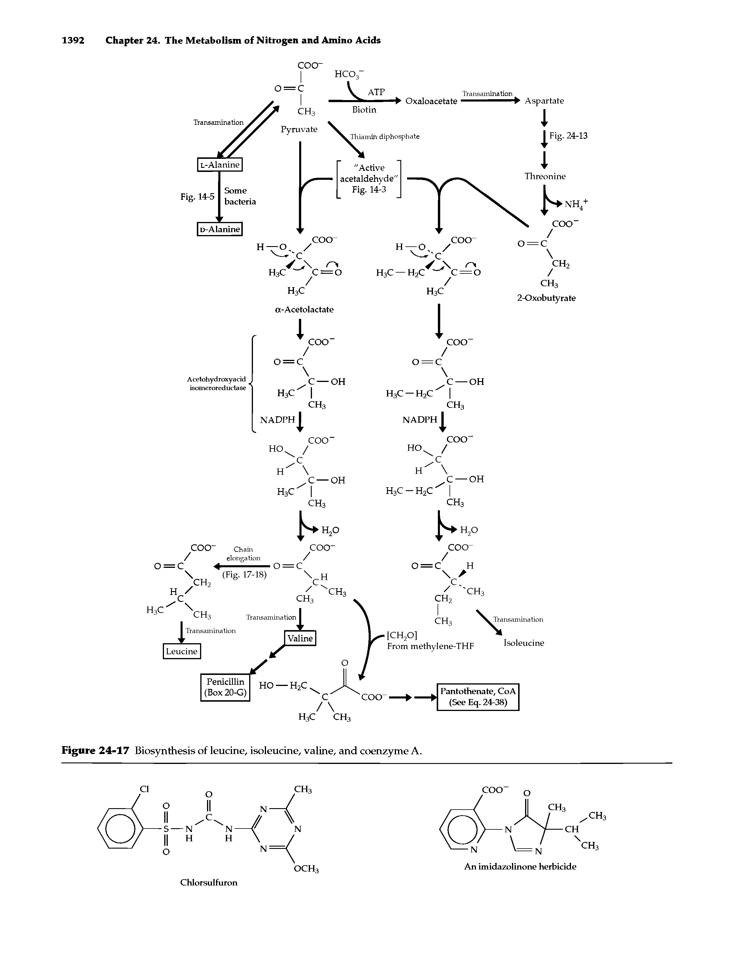 Figure 24-17 Biosynthesis of leucine, isoleucine, valine, and coenzyme A.