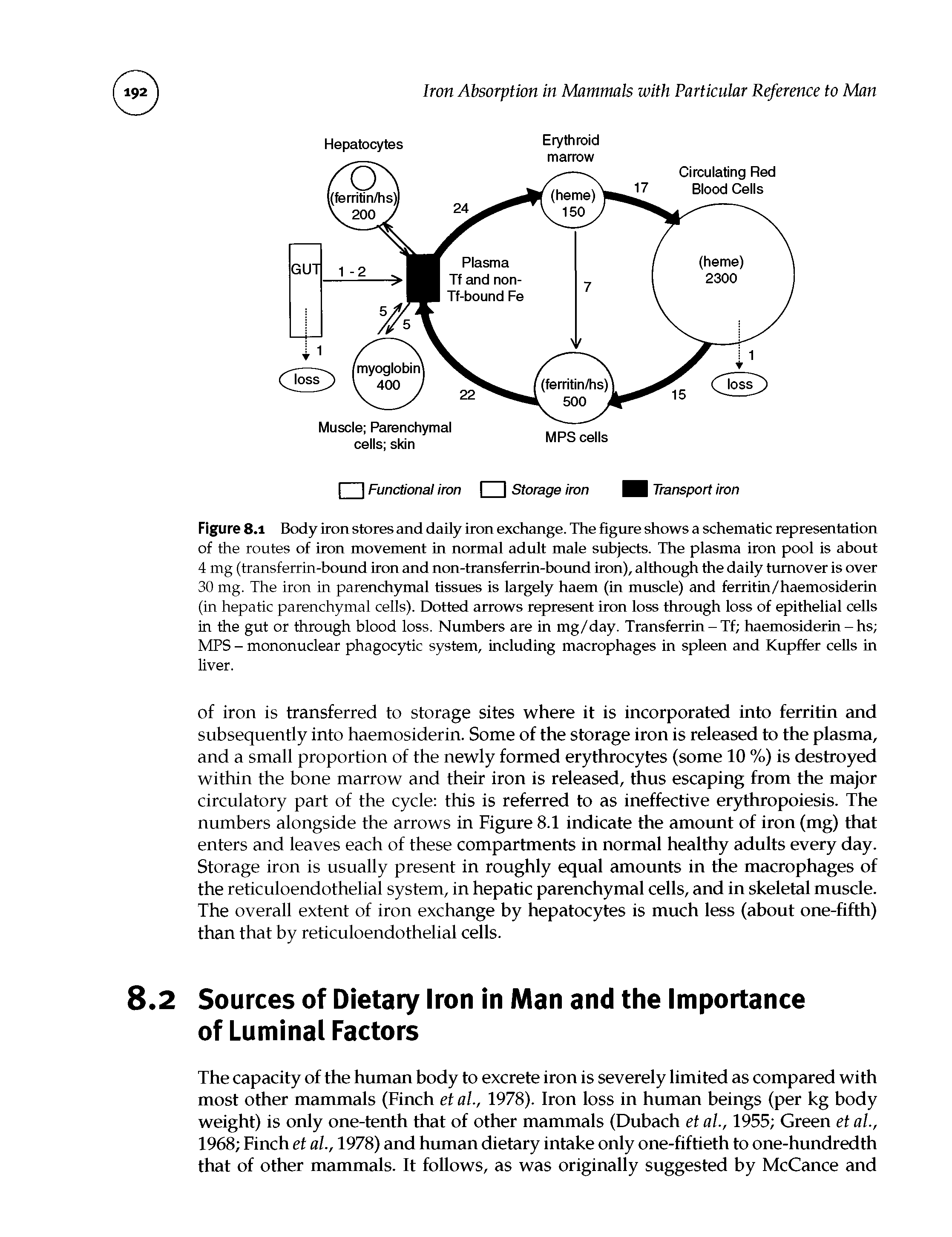 Figure 8.1 Body iron stores and daily iron exchange. The figure shows a schematic representation of the routes of iron movement in normal adult male subjects. The plasma iron pool is about 4 mg (transferrin-bound iron and non-transferrin-bound iron), although the daily turnover is over 30 mg. The iron in parenchymal tissues is largely haem (in muscle) and ferritin/haemosiderin (in hepatic parenchymal cells). Dotted arrows represent iron loss through loss of epithelial cells in the gut or through blood loss. Numbers are in mg/day. Transferrin-Tf haemosiderin - hs MPS - mononuclear phagocytic system, including macrophages in spleen and Kupffer cells in liver.