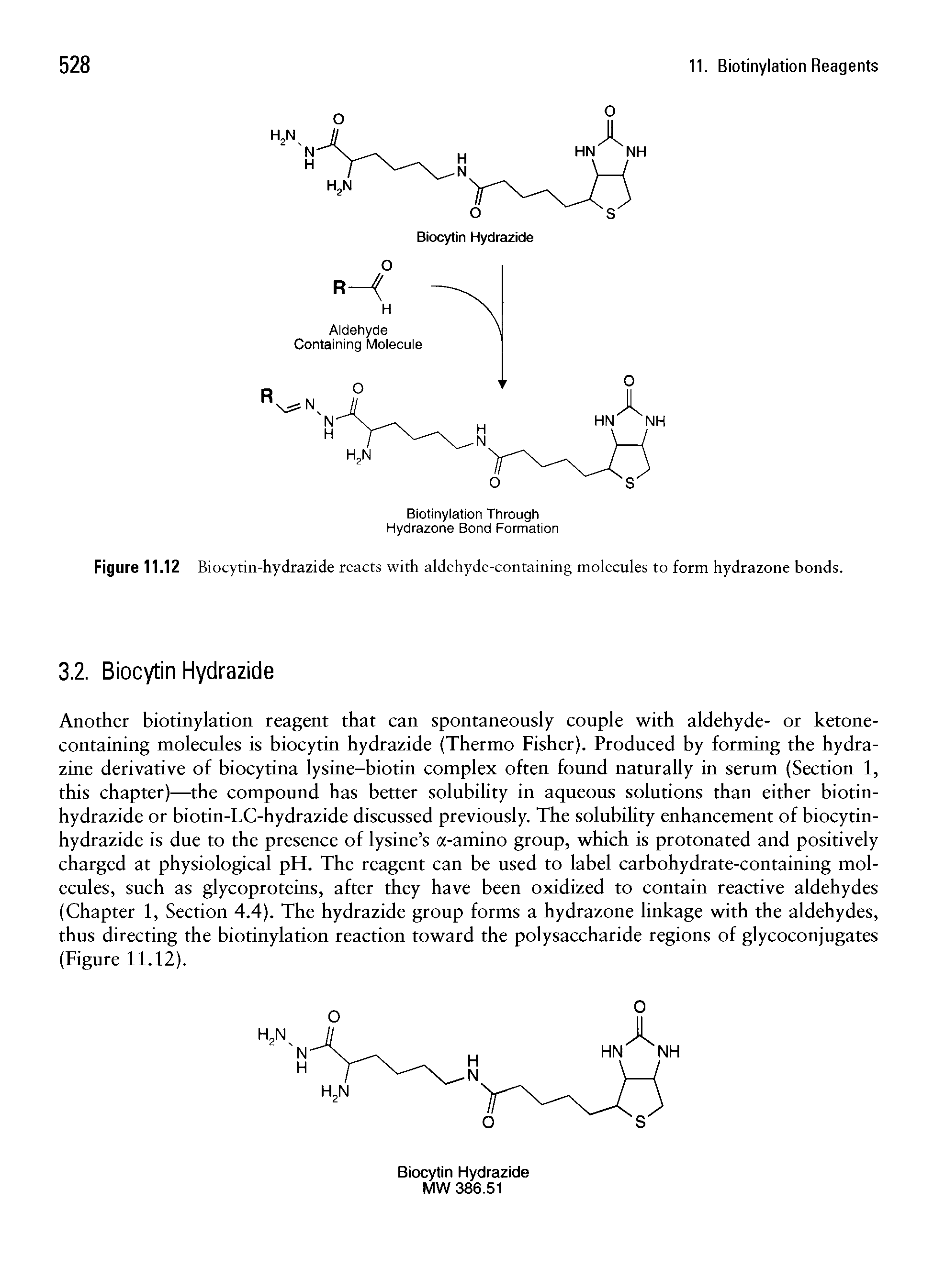 Figure 11.12 Biocytin-hydrazide reacts with aldehyde-containing molecules to form hydrazone bonds.