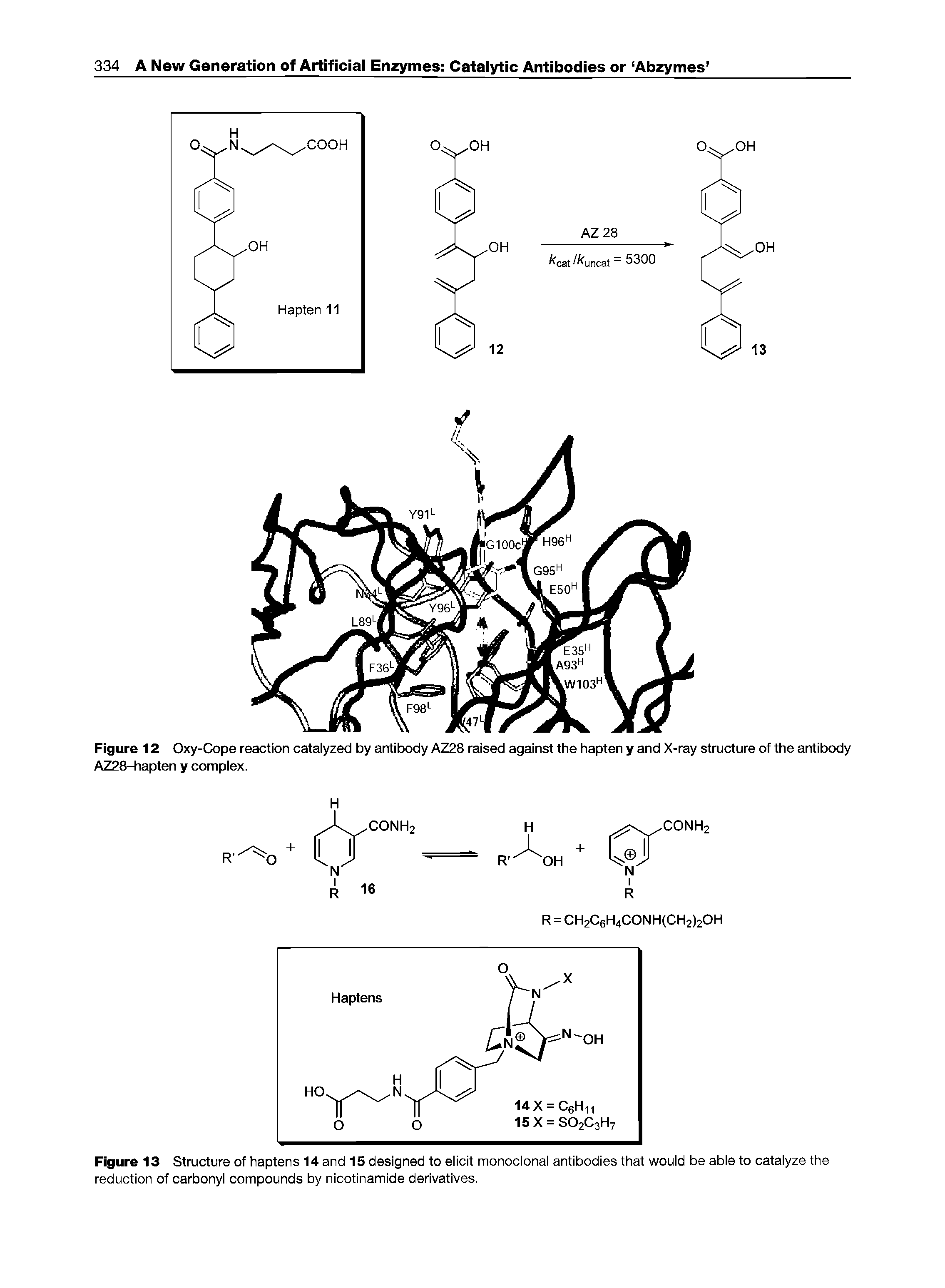 Figure 12 Oxy-Cope reaction catalyzed by antibody AZ28 raised against the hapten y and X-ray structure of the antibody AZ28-hapten y complex.