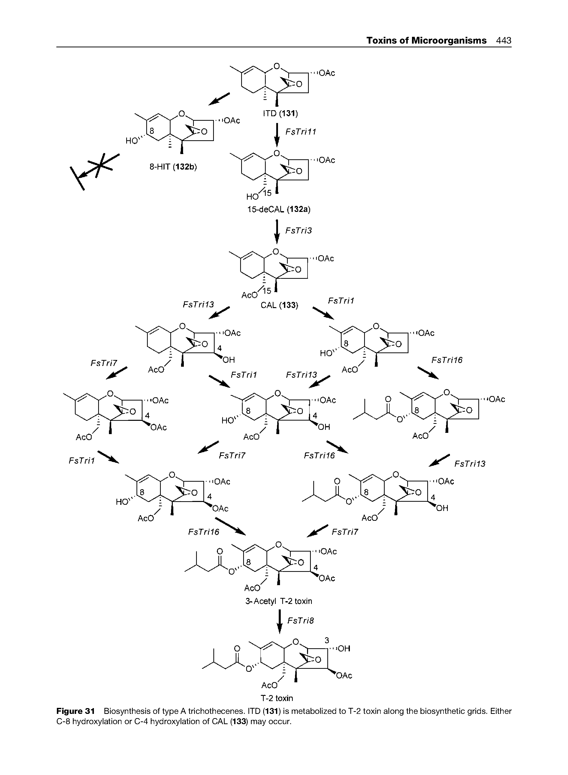 Figure 31 Biosynthesis of type A trichothecenes. ITD (131) is metabolized to T-2 toxin along the biosynthetic grids. Either C-8 hydroxylation or C-4 hydroxylation of CAL (133) may occur.
