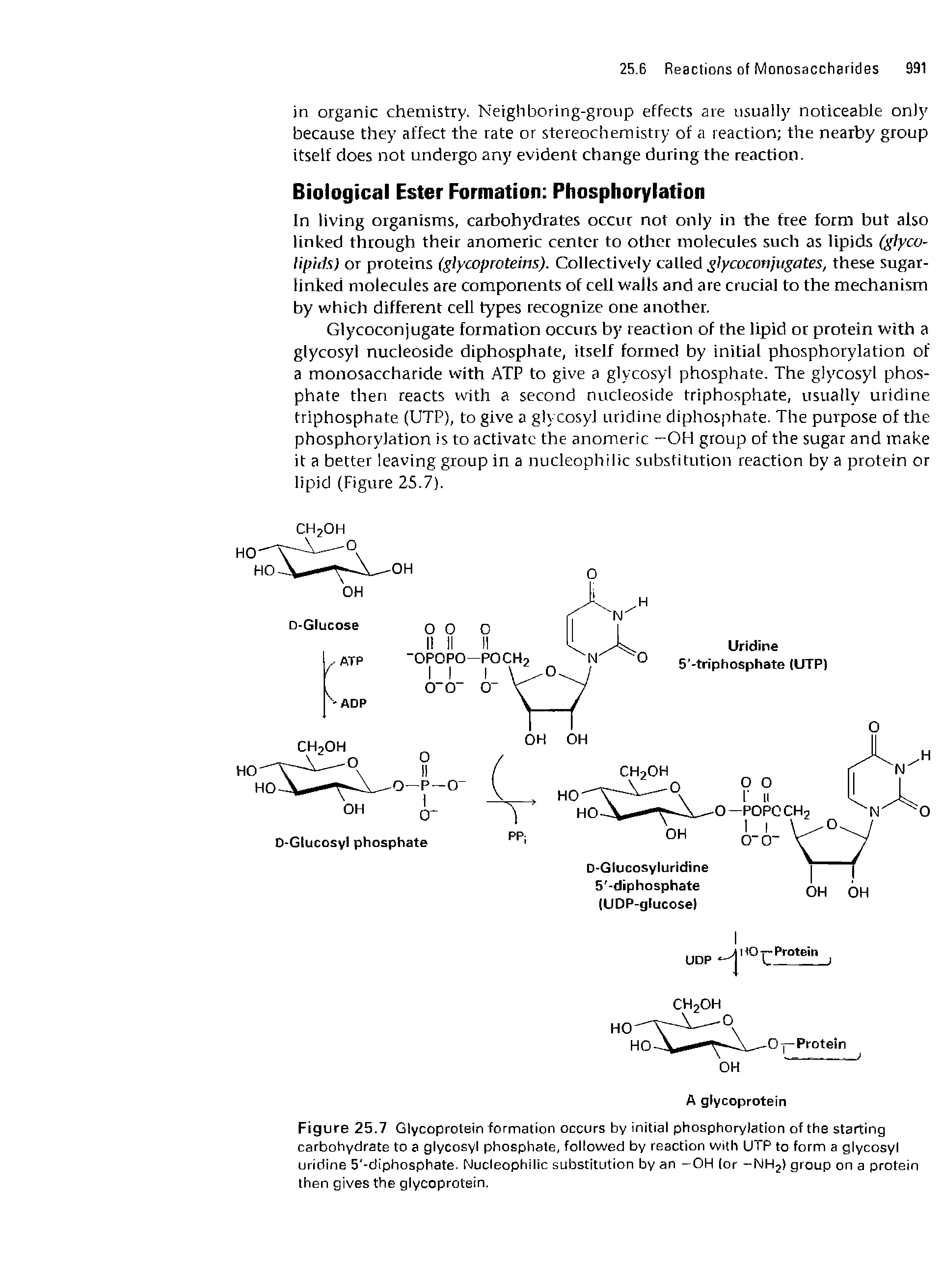 Figure 25.7 Glycoprotein formation occurs by initial phosphorylation of the starting carbohydrate to a glycosyl phosphate, followed by reaction with UTP to form a glycosyl uridine 5 -diphosphate. Nucleophilic substitution by an -OH (or -NH2) group on a protein then gives the glycoprotein.