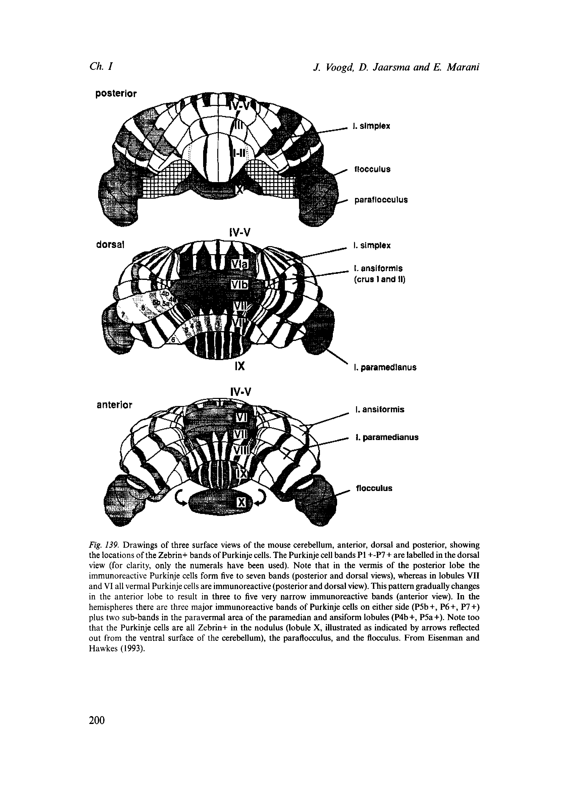 Fig. 139. Drawings of three surface views of the mouse cerebellum, anterior, dorsal and posterior, showing the locations of the Zebrin+ bands of Purkinje cells. The Purkinje cell bands PI +-P7 + are labelled in the dorsal view (for clarity, only the numerals have been used). Note that in the vermis of the posterior lobe the immunoreactive Purkinje cells form five to seven bands (posterior and dorsal views), whereas in lobules VII and VI all vermal Purkinje cells are immunoreactive (posterior and dorsal view). This pattern gradually changes in the anterior lobe to result in three to five very narrow immunoreactive bands (anterior view). In the hemispheres there are three major immunoreactive bands of Purkinje cells on either side (P5b+, P6+, P7+) plus two sub-bands in the para vermal area of the paramedian and ansiform lobules (P4b-t, P5a+). Note too that the Purkinje cells are all Zebrin+ in the nodulus (lobule X, illustrated as indicated by arrows reflected out from the ventral surface of the cerebellum), the paraflocculus, and the flocculus. From Eisenman and Hawkes (1993).