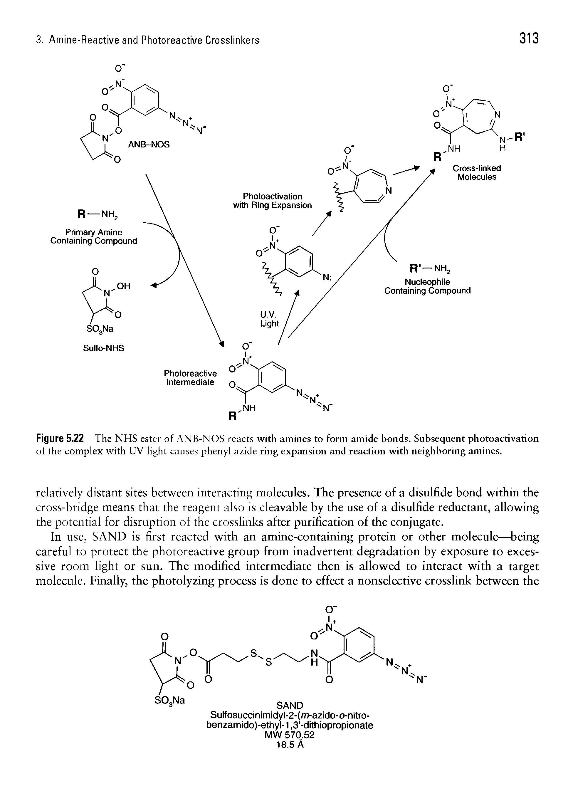 Figure 5.22 The NHS ester of ANB-NOS reacts with amines to form amide bonds. Subsequent photoactivation of the complex with UV light causes phenyl azide ring expansion and reaction with neighboring amines.