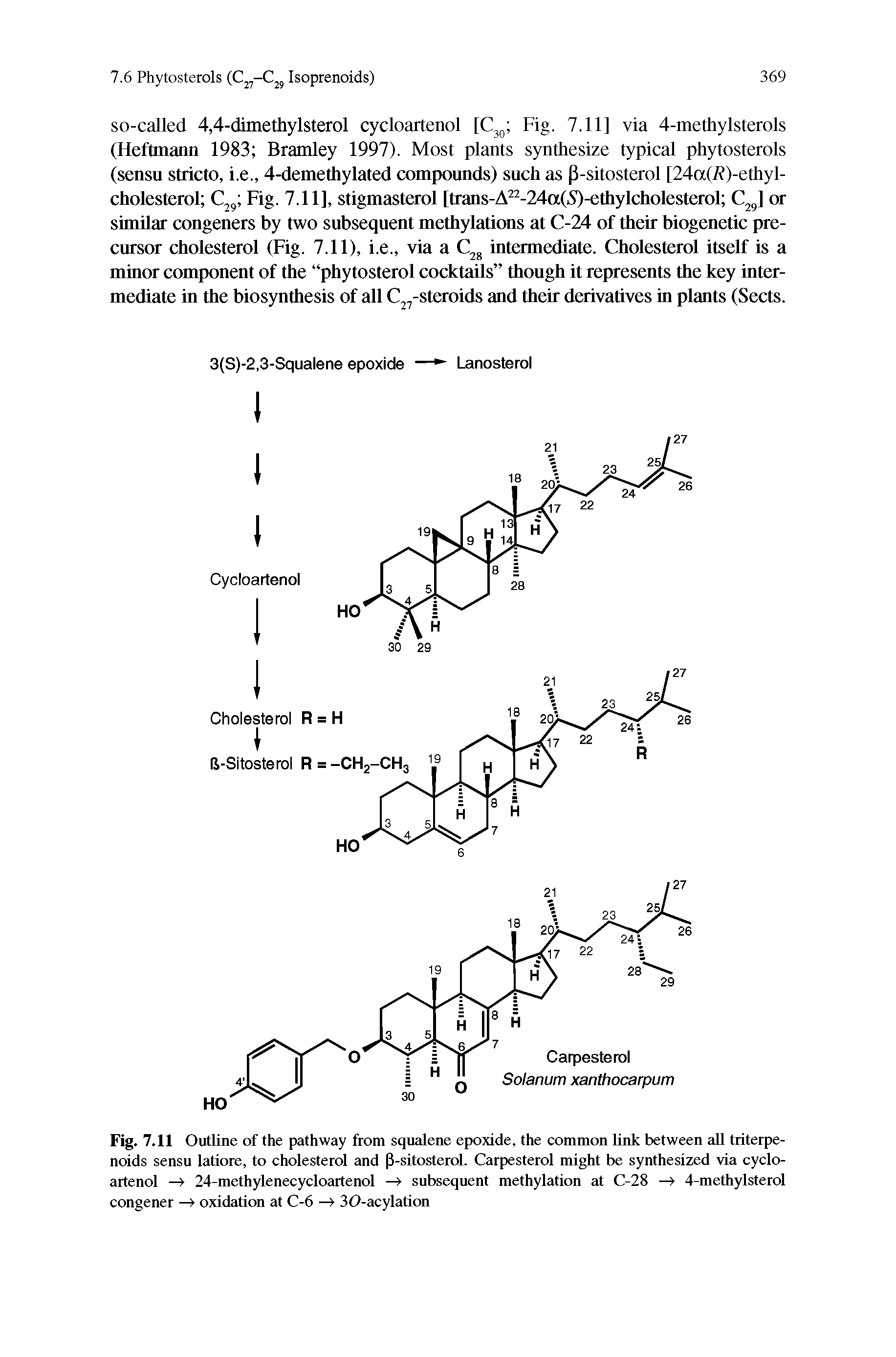 Fig. 7.11 Outline of the pathway from squalene epoxide, the common Unk between all triterpenoids sensu latiore, to cholesterol and P-sitosterol. Carpesterol might be synthesized via cycloartenol —> 24-methylenecycloartenol —> subsequent methylation at C-28 —> 4-methylsterol congener —> oxidation at C-6 —> 30-acylation...