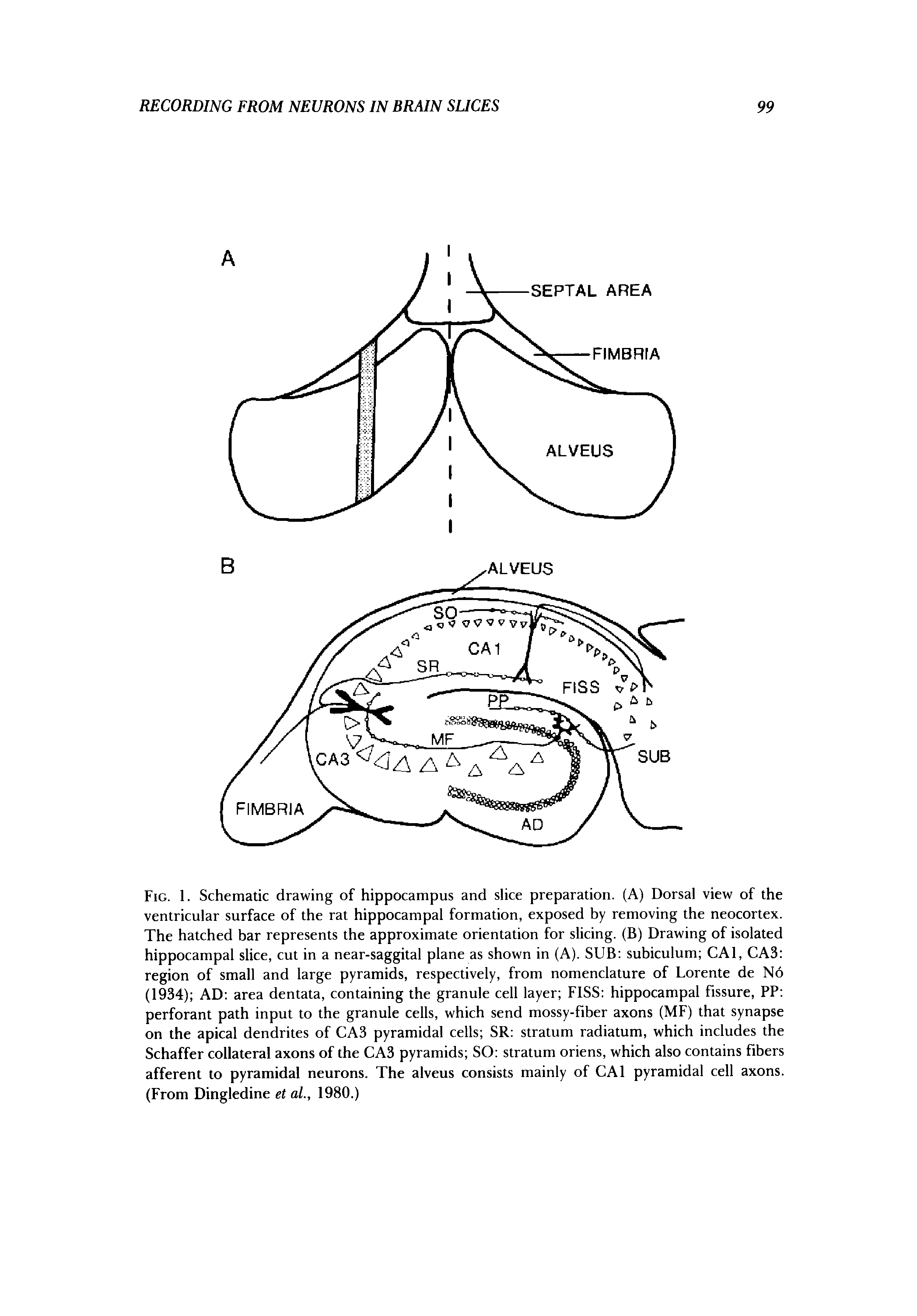 Fig. 1. Schematic drawing of hippocampus and slice preparation. (A) Dorsal view of the ventricular surface of the rat hippocampal formation, exposed by removing the neocortex. The hatched bar represents the approximate orientation for slicing. (B) Drawing of isolated hippocampal slice, cut in a near-saggital plane as shown in (A). SUB subiculum CAl, CAS region of small and large pyramids, respectively, from nomenclature of Lorente de No (1934) AD area dentata, containing the granule cell layer FISS hippocampal fissure, PP perforant path input to the granule cells, which send mossy-fiber axons (MF) that synapse on the apical dendrites of CAS pyramidal cells SR stratum radiatum, which includes the Schaffer collateral axons of the CAS pyramids SO stratum oriens, which also contains fibers afferent to pyramidal neurons. The alveus consists mainly of CAl pyramidal cell axons. (From Dingledine et al, 1980.)...