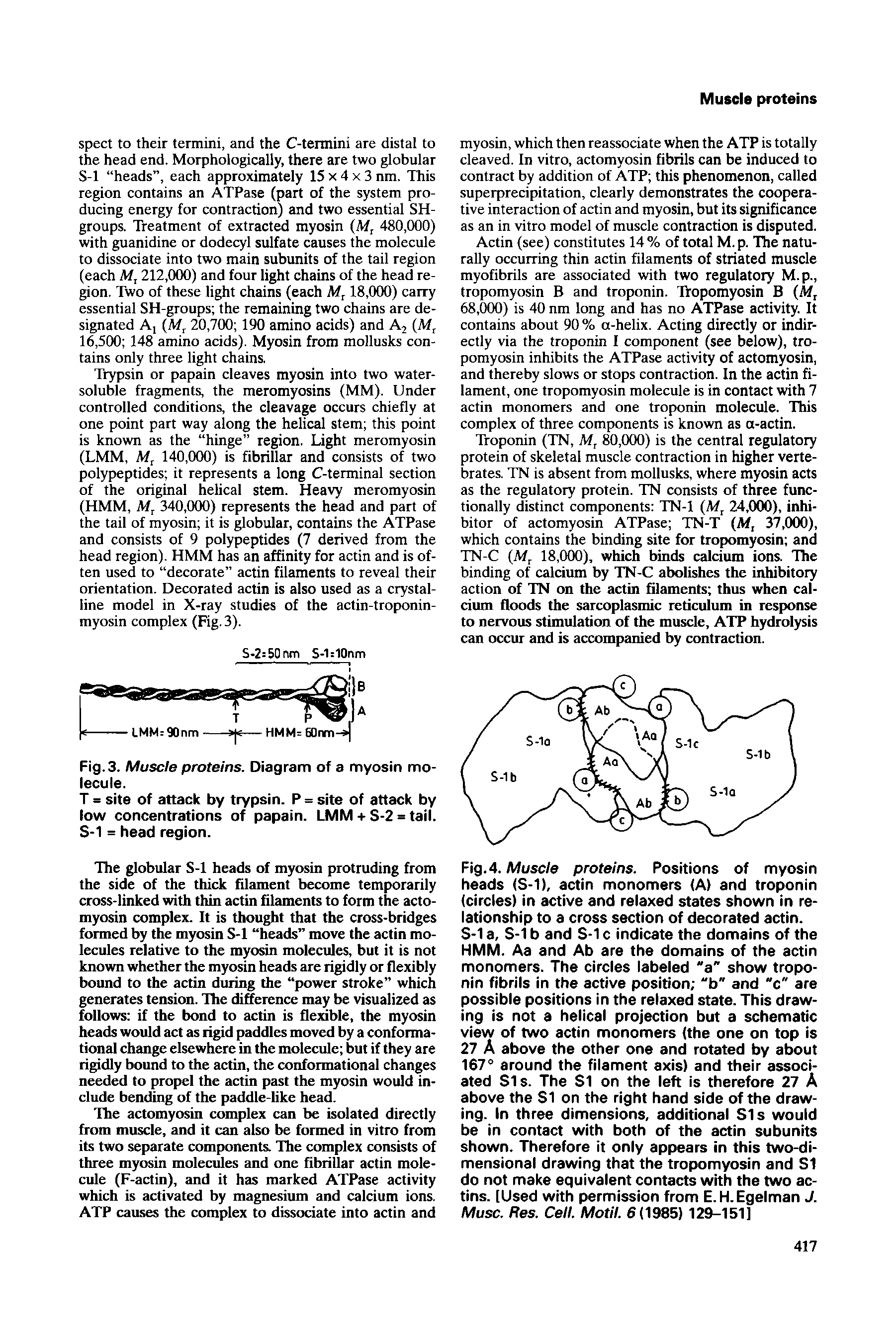 Fig. 4. Muscle proteins. Positions of myosin heads (S-1), actin monomers (A) and troponin (circies) in active and relaxed states shown in relationship to a cross section of decorated actin. S-1 a, S-1 b and S-1 c indicate the domains of the HMM. Aa and Ab are the domains of the actin monomers. The circles labeled a" show troponin fibrils in the active position b" and "c are possible positions in the relaxed state. This drawing is not a helical projection but a schematic view of two actin monomers (the one on top is 27 A above the other one and rotated by about 167° around the filament axis) and their associated S1s. The SI on the left is therefore 27 A above the SI on the right hand side of the drawing. In three dimensions, additional S1s would be in contact with both of the actin subunits shown. Therefore it only appears in this two-dimensional drawing that the tropomyosin and SI do not make equivalent contacts with the two ac-tins. [Used with permission from E.H.Egelman J. Muse. Res. Cell. Moti7. 6(1985) 129-151]...