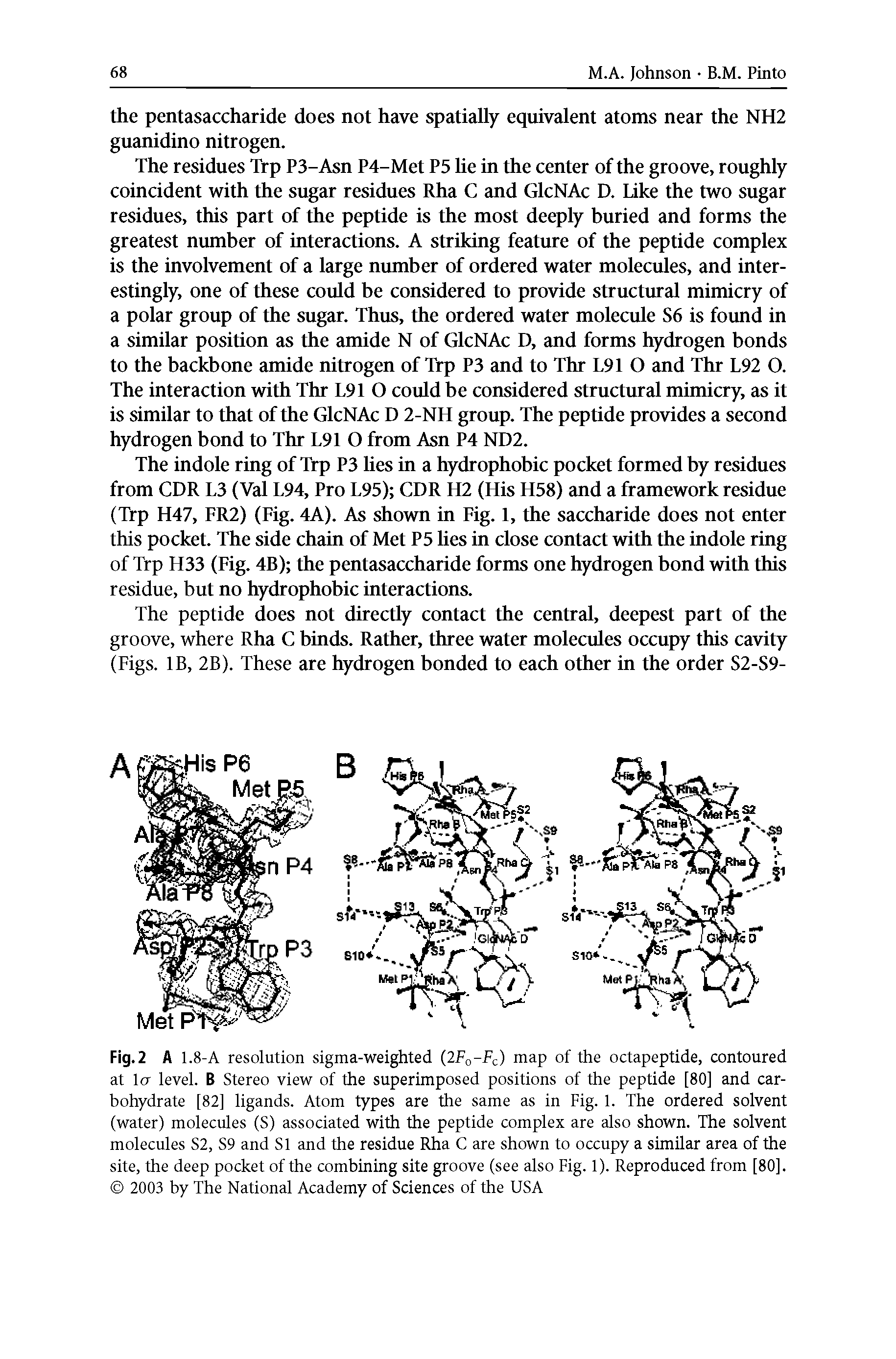 Fig. 2 A 1. 8-A resolution sigma-weighted (IFg-Fc) map of the octapeptide, contoured at la level. B Stereo view of the superimposed positions of the peptide [80] and carbohydrate [82] ligands. Atom types are the same as in Fig. 1. The ordered solvent (water) molecules (S) associated with the peptide complex are also shown. The solvent molecules S2, S9 and Si and the residue Rha C are shown to occupy a similar area of the site, the deep pocket of the combining site groove (see also Fig. 1). Reproduced from [80]. 2003 by The National Academy of Sciences of the USA...