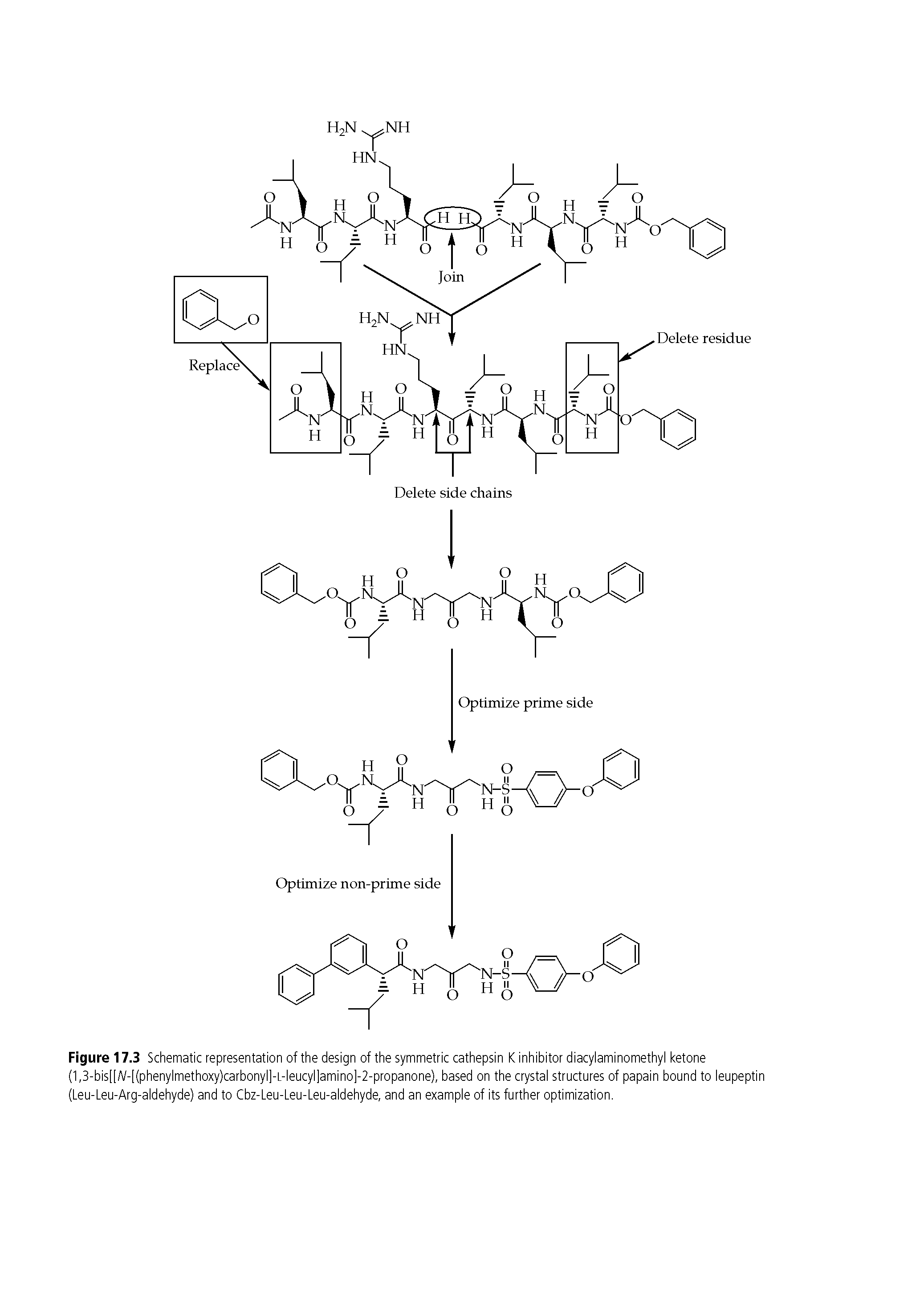 Figure 17.3 Schematic representation of the design of the symmetric cathepsin K inhibitor diacylaminomethyl ketone (1,3-bis[[A/-[(phenylmethoxy)carbonyl]-L-leucyl]amino]-2-propanone), based on the crystal structures of papain bound to leupeptin (Leu-Leu-Arg-aldehyde) and to Cbz-Leu-Leu-Leu-aldehyde, and an example of its further optimization.