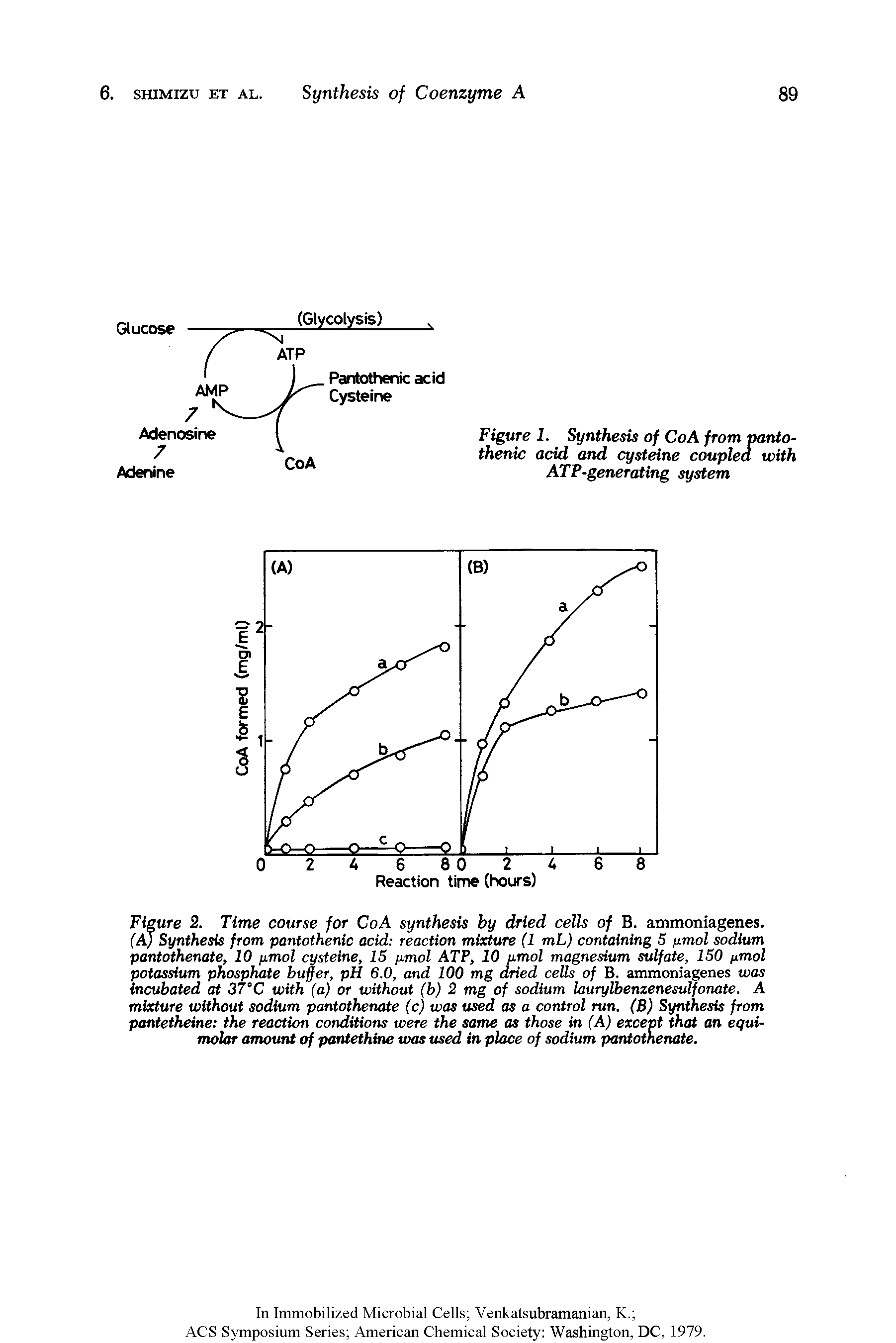 Figure 2. Time course for CoA synthesis by dried cells of B. ammoniagenes. CAJ Synthesis from pantothenic acid reaction mixture (1 mL) containing 5 [imol sodium pantothenate, 10 /imol cysteine, IS /imol ATP, 10 y.mol magnesium sulfate, ISO pmol potassium phosphate buffer, pH 6.0, and 100 mg dried cells of B. ammoniagenes was incubated at 37°C with (a) or without (b) 2 mg of sodium hurylbenzenesulfonate. A mixture without sodium pantothenate (c) was used as a control run. (B) Synthesis from pantetheine the reaction conditiotK were the same as those in (A) except that an equimolar amouni of pantethine was used in place of sodium pantothenate.
