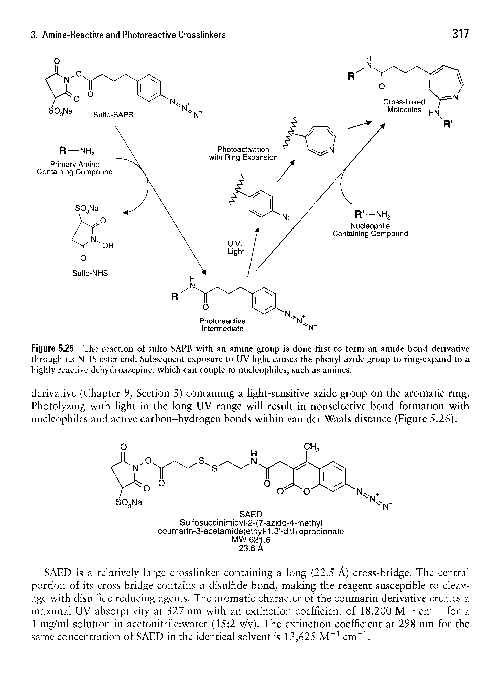 Figure 5.25 The reaction of sulfo-SAPB with an amine group is done first to form an amide bond derivative through its NHS ester end. Subsequent exposure to UV light causes the phenyl azide group to ring-expand to a highly reactive dehydroazepine, which can couple to nucleophiles, such as amines.