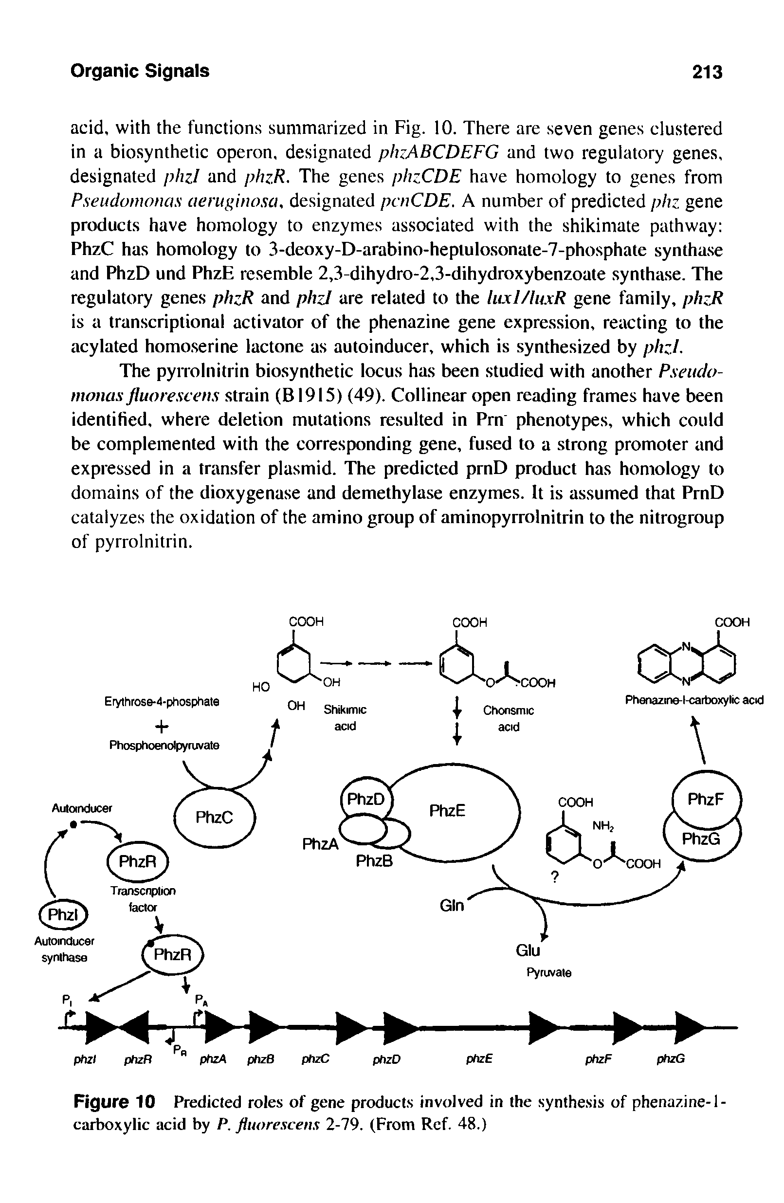 Figure 10 Predicted roles of gene products involved in the synthesis of phenazine-1-carboxylic acid by P. jluorescens 2-79. (From Ref. 48.)...