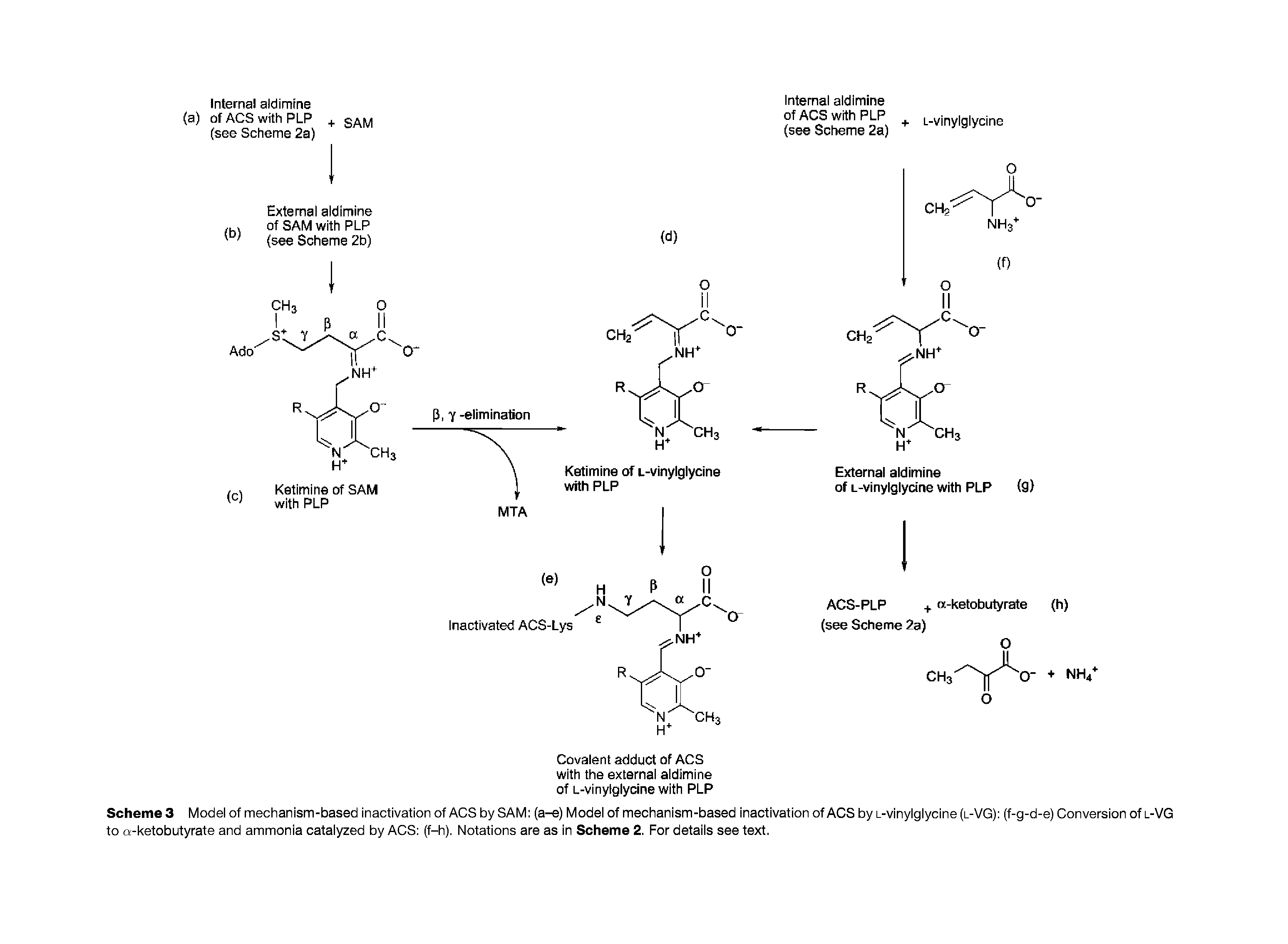 Schemes Model of mechanism-based inactivation of ACS by SAM (a-e) Model of mechanism-based inactivation of ACS by L-vinylglycine (l-VG) (f-g-d-e) Conversion of l-VG to a-ketobutyrate and ammonia catalyzed by ACS (f-h). Notations are as in Scheme 2. For details see text.