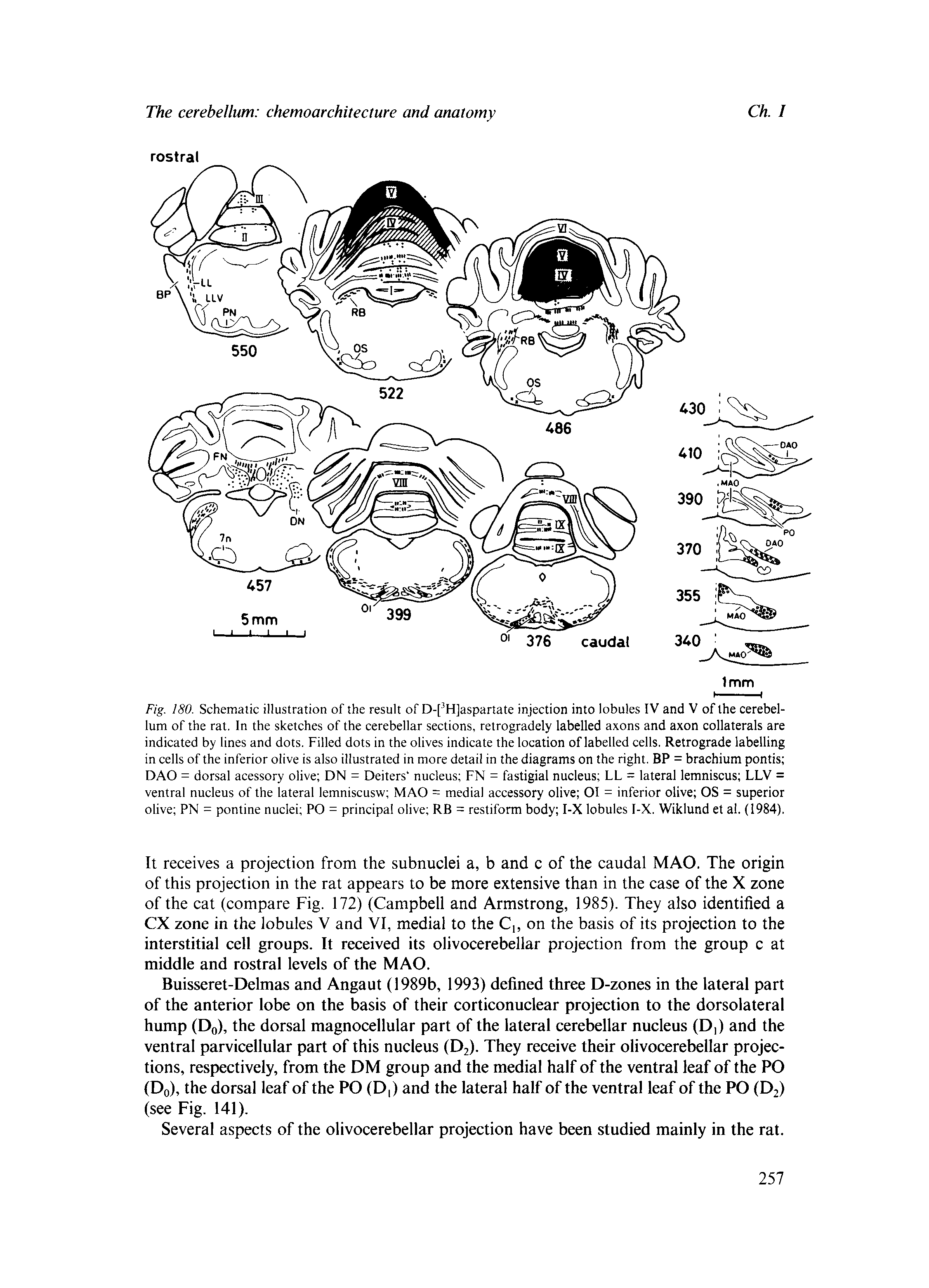 Fig. 180. Schematic illustration of the result of D-[ H]aspartate injection into lobules IV and V of the cerebellum of the rat. In the sketches of the cerebellar sections, retrogradely labelled axons and axon collaterals are indicated by lines and dots. Filled dots in the olives indicate the location of labelled cells. Retrograde labelling in cells of the inferior olive is also illustrated in more detail in the diagrams on the right. BP = brachium pontis DAO = dorsal acessory olive DN = Deiters nucleus FN = fastigial nucleus LL = lateral lemniscus LLV = ventral nucleus of the lateral lemniscusw MAO = medial accessory olive OI = inferior olive OS = superior olive PN = pontine nuclei PO = principal olive RB = restiform body I-X lobules I-X. Wiklund et al. (1984).