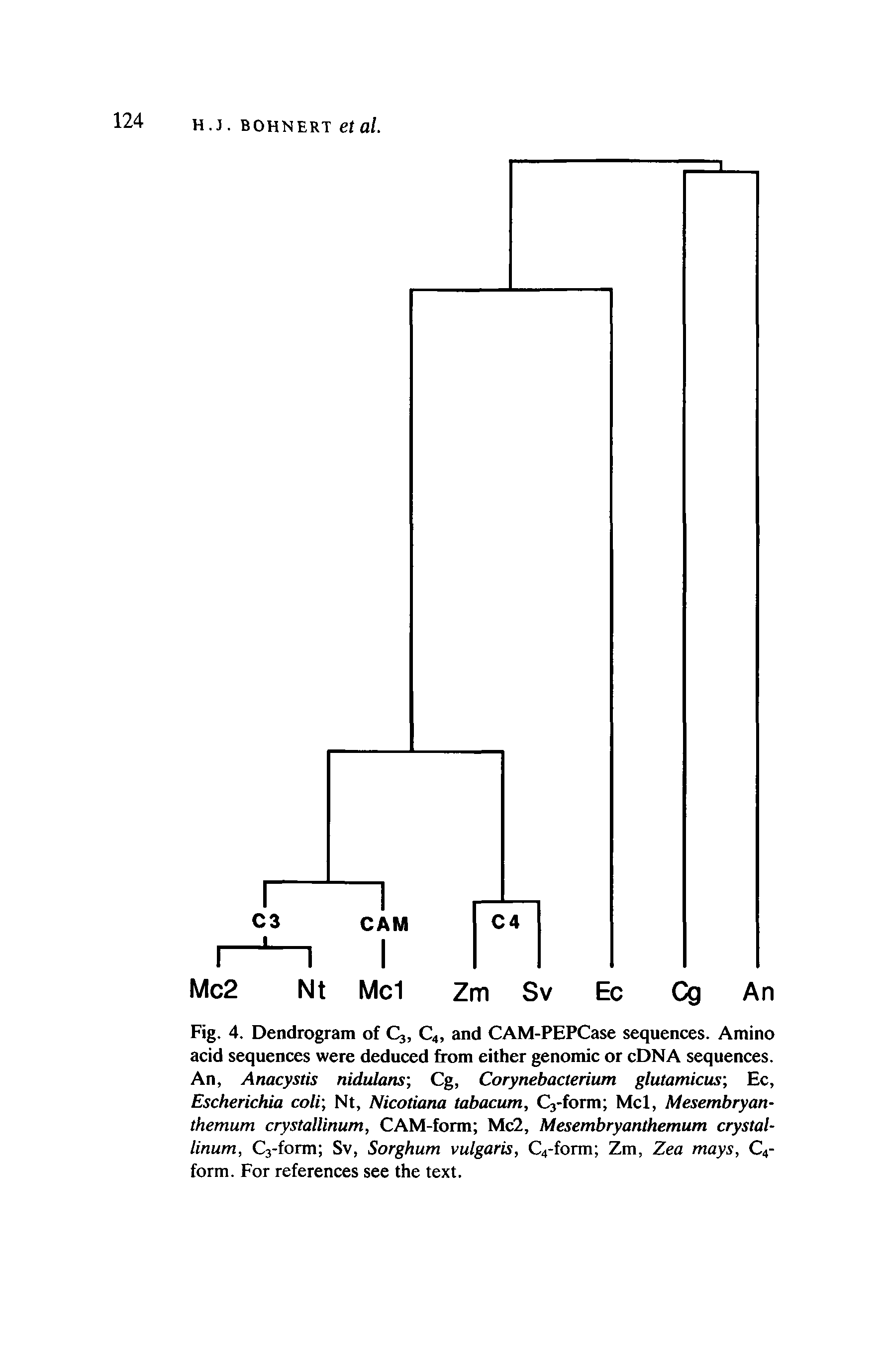 Fig. 4. Dendrogram of Q, C4, and CAM-PEPCase sequences. Amino acid sequences were deduced from either genomic or cDNA sequences. An, Anacystis nidulans Cg, Corynebaclerium glutamicus Ec, Escherichia coli Nt, Nicotiana tabacum, Q-form Mcl, Mesembryan-themum crystattinum, CAM-form Mc2, Mesembryanthemum crystal-linum, C3-form Sv, Sorghum vulgaris, C4-form Zm, Zea mays, C4-form. For references see the text.