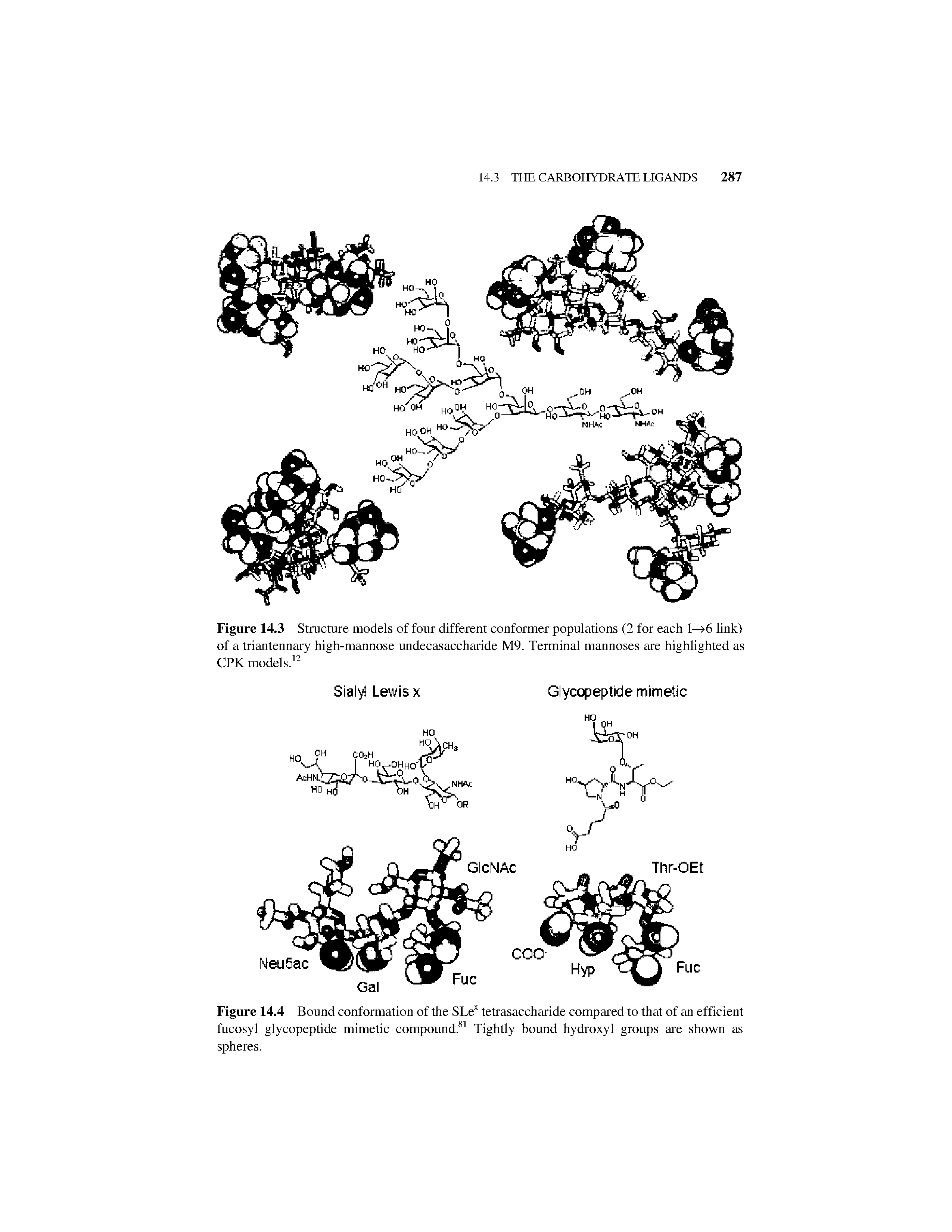 Figure 14.4 Bound conformation of the SLex tetrasaccharide compared to that of an efficient fucosyl glycopeptide mimetic compound.81 Tightly bound hydroxyl groups are shown as spheres.