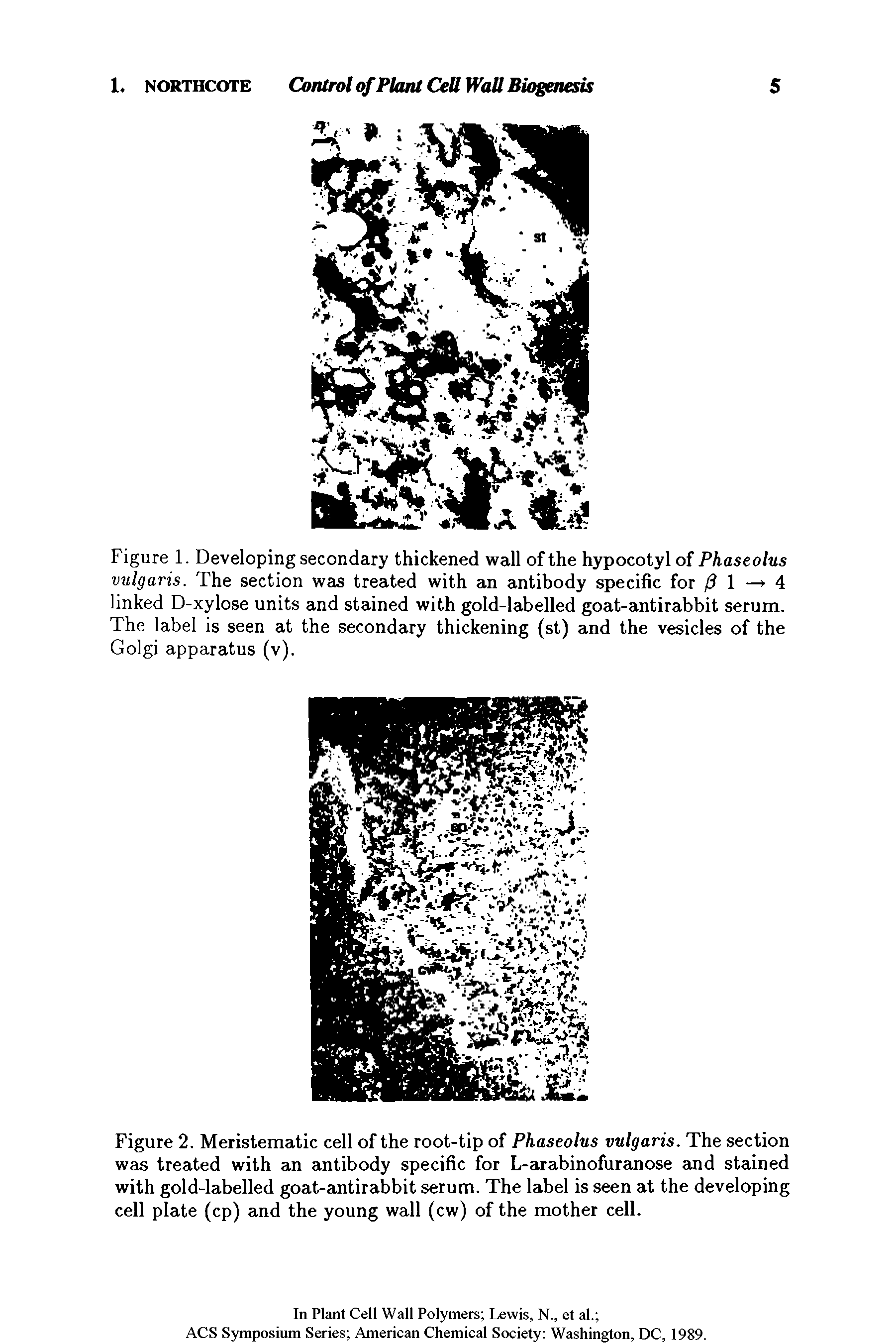 Figure 2. Meristematic cell of the root-tip of Phaseolus vulgaris. The section was treated with an antibody specific for L-arabinofuranose and stained with gold-labelled goat-antirabbit serum. The label is seen at the developing cell plate (cp) and the young wall (cw) of the mother cell.