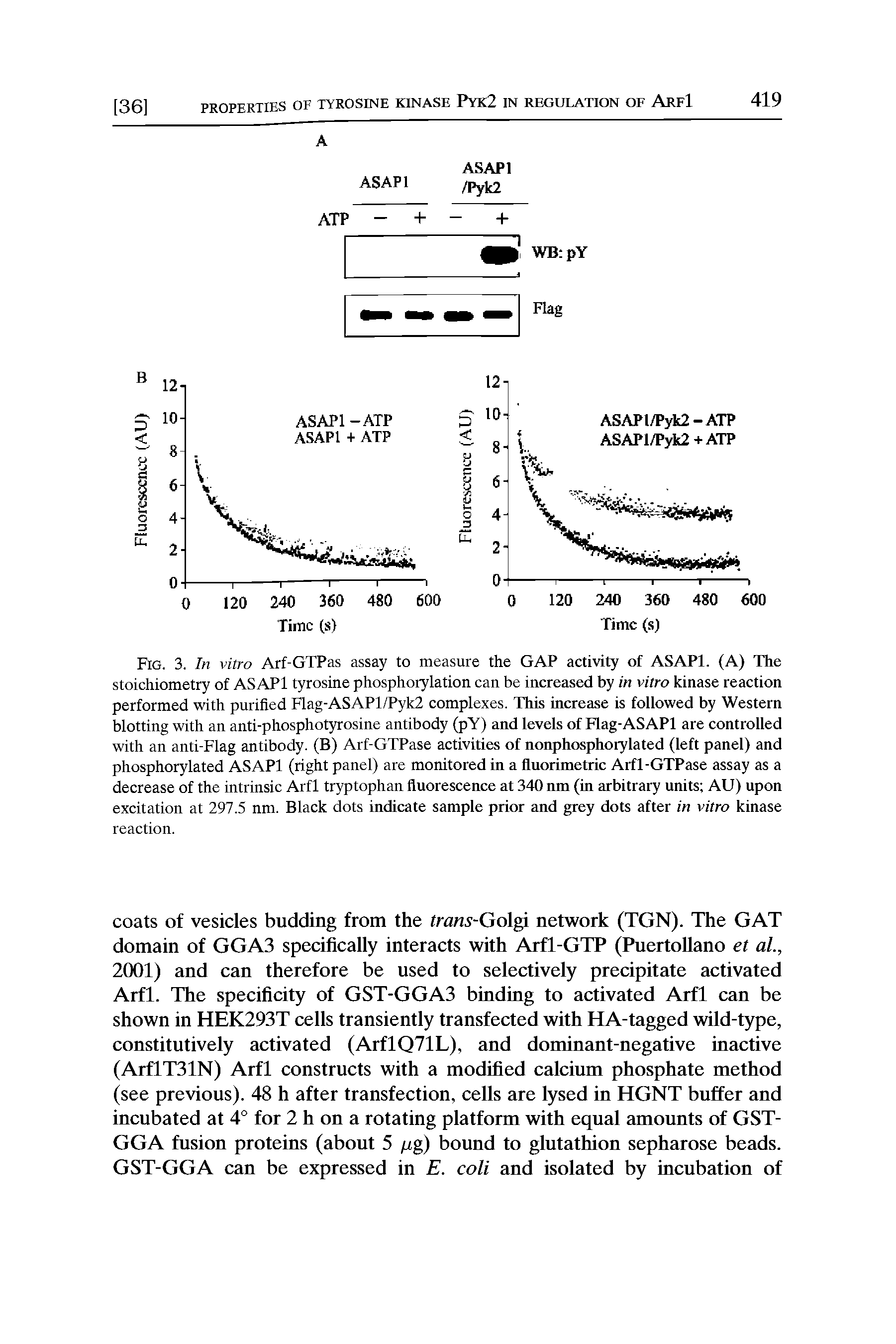 Fig. 3. In vitro Arf-GTPas assay to measure the GAP activity of ASAPl. (A) The stoichiometry of ASAPl tyrosine phosphorylation can be increased by in vitro kinase reaction performed with purified Flag-ASAP1/Pyk2 complexes. This increase is followed by Western blotting with an anti-phosphotyrosine antibody (pY) and levels of Hag-ASAPl are controlled with an anti-Flag antibody. (B) Arf-GTPase activities of nonphosphorylated (left panel) and phosphorylated ASAPl (right panel) are monitored in a fluorimetric Arfl-GTPase assay as a decrease of the intrinsic Arfl tryptophan fluorescence at 340 nm (in arbitrary units AU) upon excitation at 297.5 nm. Black dots indicate sample prior and grey dots after in vitro kinase reaction.