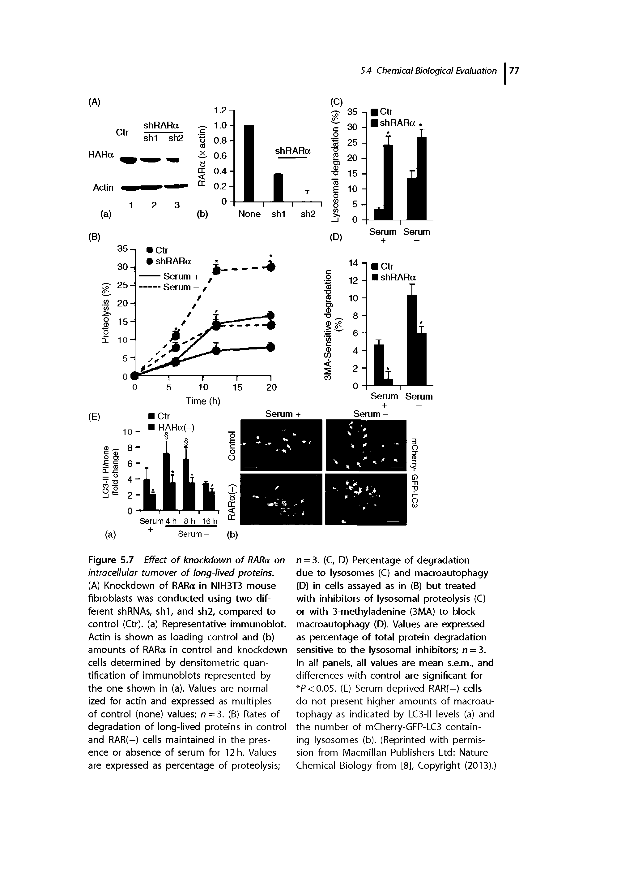 Figure 5.7 Effect of knockdown of RARa on intracellular turnover of long-lived proteins.