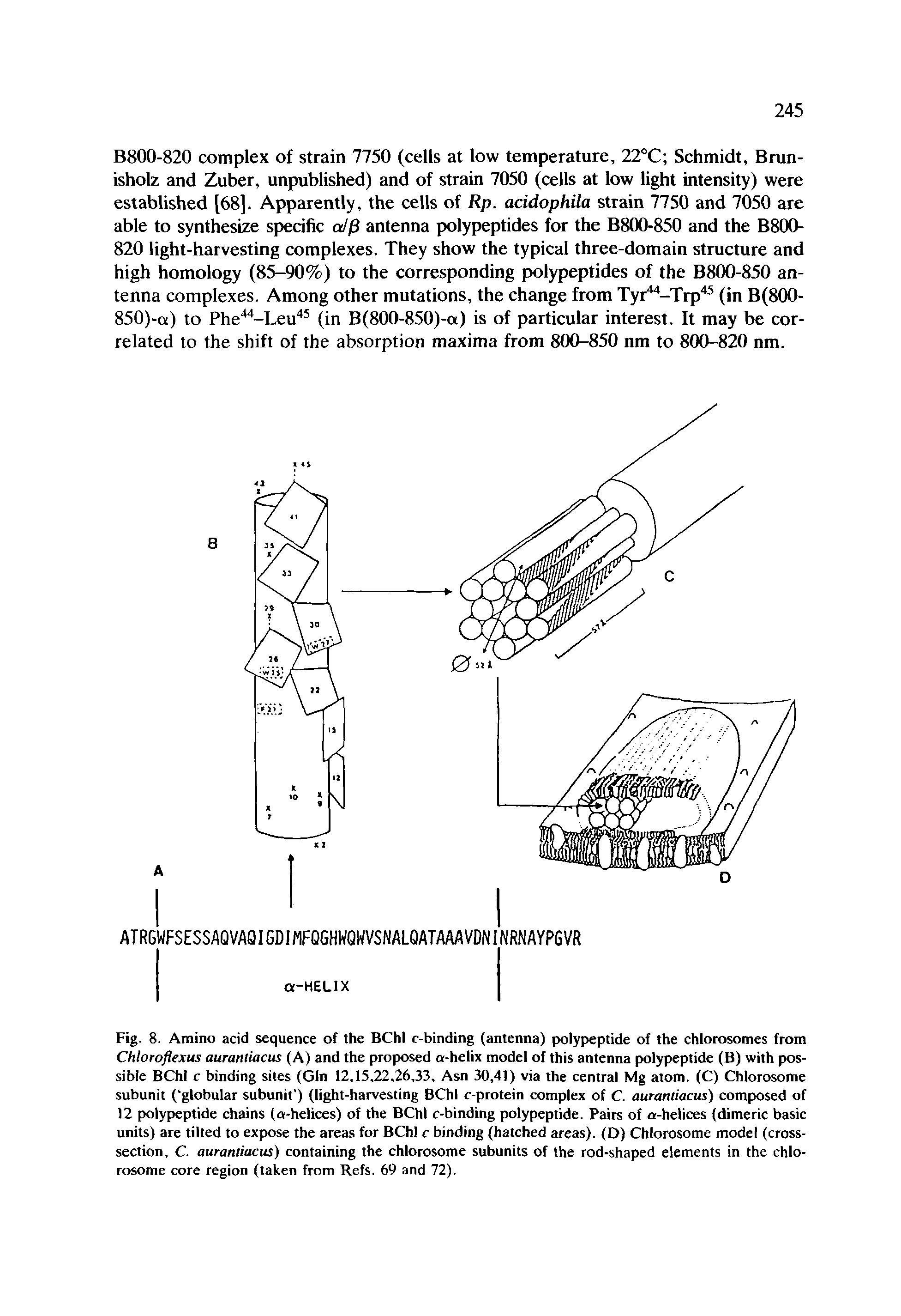 Fig. 8. Amino acid sequence of the BChl c-binding (antenna) polypeptide of the chlorosomes from Chloroflexus aurantiacus (A) and the proposed a-helix model of this antenna polypeptide (B) with possible BChl c binding sites (Gin 12,15,22,26,33, Asn 30,41) via the central Mg atom. (C) Chlorosome subunit ( globular subunit ) (light-harvesting BChl c-protein complex of C. aurantiacus) composed of 12 polypeptide chains (a-helices) of the BChl c-binding polypeptide. Pairs of a-helices (dimeric basic units) are tilted to expose the areas for BChl c binding (hatched areas). (D) Chlorosome model (cross-section, C. aurantiacus) containing the chlorosome subunits of the rod-shaped elements in the chlorosome core region (taken from Refs. 69 and 72).