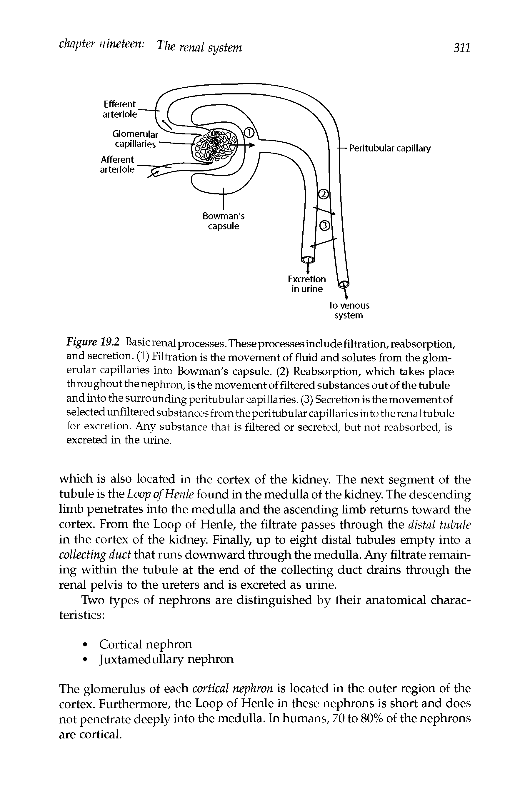 Figure 19.2 Basic renal processes. These processes include filtration, reabsorption, and secretion. (1) Filtration is the movement of fluid and solutes from the glomerular capillaries into Bowman s capsule. (2) Reabsorption, which takes place throughout the nephron, is the movement of filtered substances out of the tubule and into the surrounding peritubular capillaries. (3) Secretion is the movement of selected unfiltered substances from the peritubular capillaries into the renal tubule for excretion. Any substance that is filtered or secreted, but not reabsorbed, is excreted in the urine.