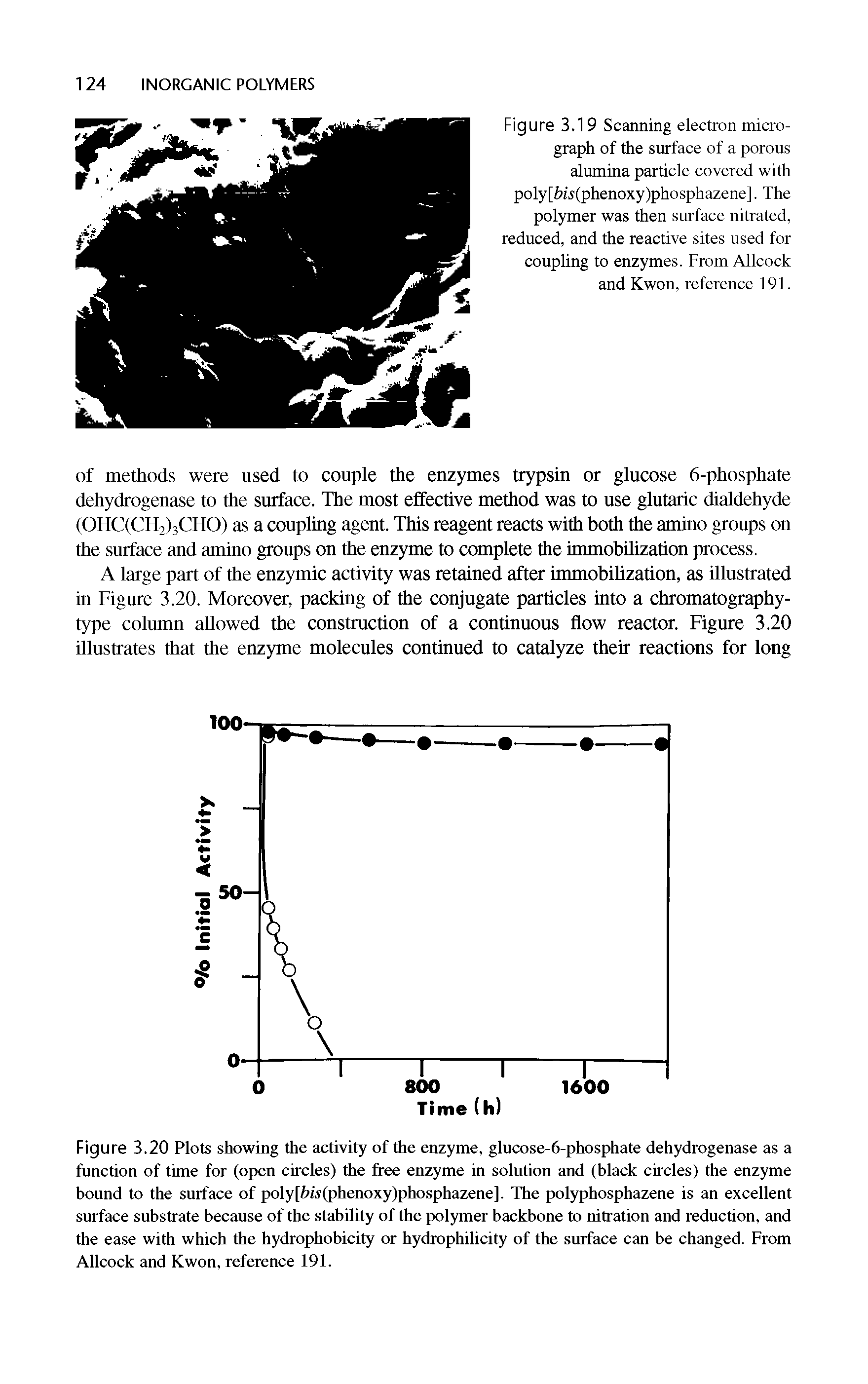 Figure 3.20 Plots showing the activity of the enzyme, glucose-6-phosphate dehydrogenase as a function of time for (open circles) the free enzyme in solution and (black circles) the enzyme bound to the surface of poly[W.v(phcnoxy)phosphazene]. The polyphosphazene is an excellent surface substrate because of the stability of the polymer backbone to nitration and reduction, and the ease with which the hydrophobicity or hydrophilicity of the surface can be changed. From Allcock and Kwon, reference 191.