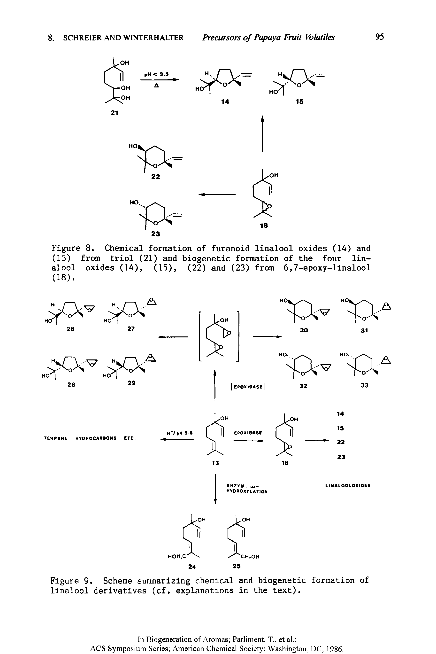 Figure 8. Chemical formation of furanoid linalool oxides (14) and (15) from triol (21) and biogenetic formation of the four linalool oxides (14), (15), (22) and (23) from 6,7-epoxy-linalool (18).
