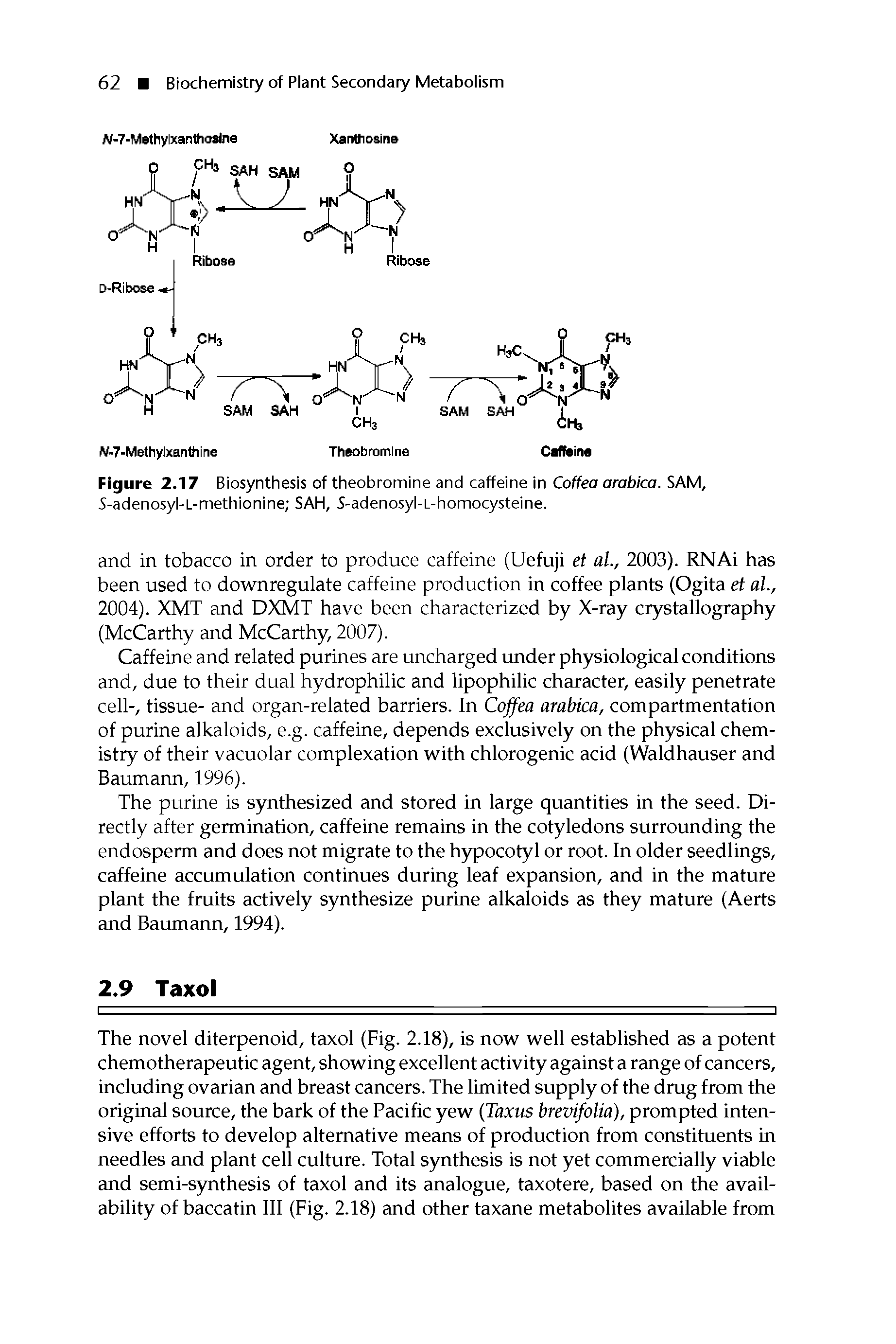 Figure 2.17 Biosynthesis of theobromine and caffeine in Coffea arabica. SAM, 5-adenosyl-L-methionine SAH, 5-adenosyl-L-homocysteine.