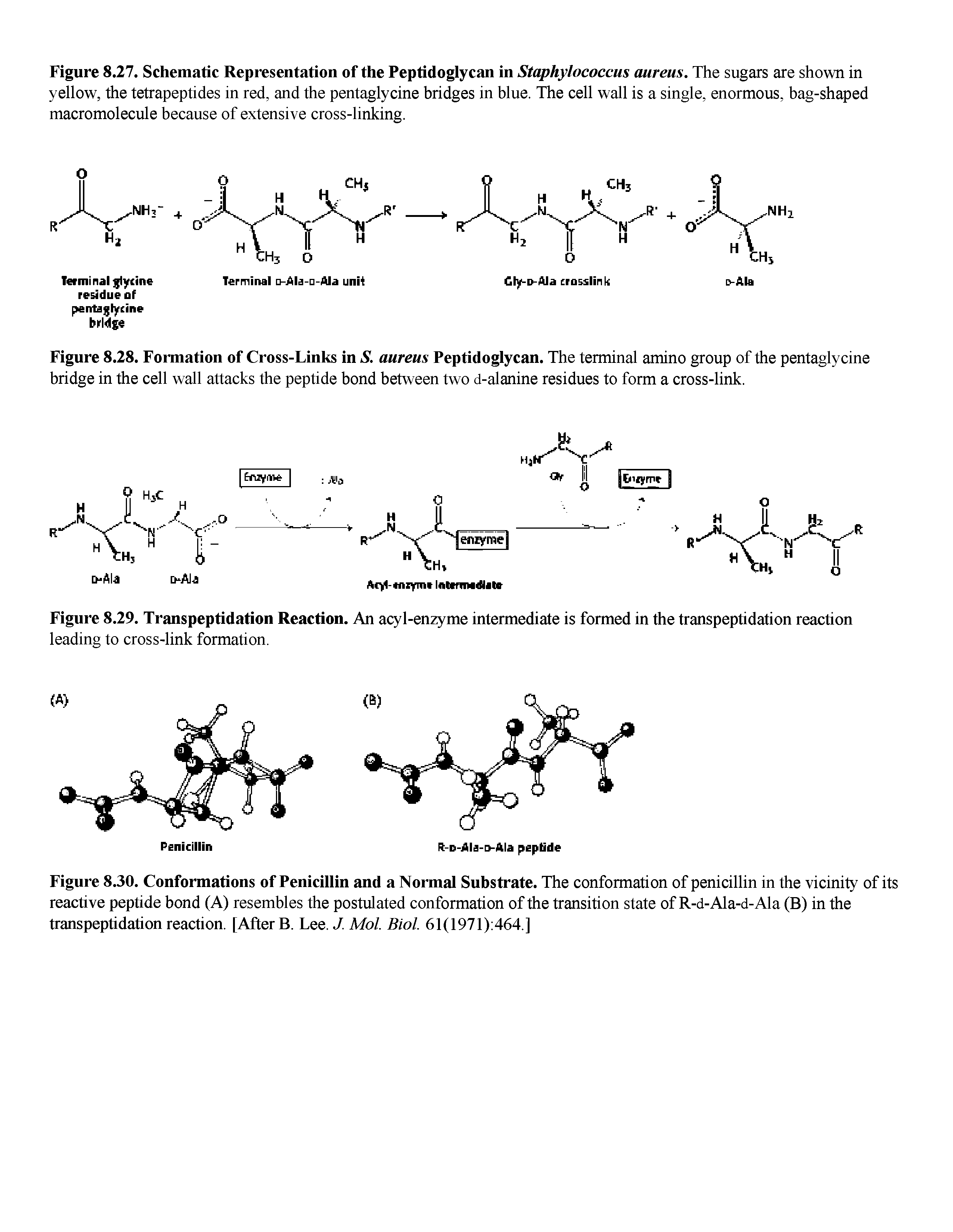 Figure 8.30. Conformations of Penicillin and a Normal Substrate. The conformation of penicillin in the vicinity of its reactive peptide bond (A) resembles the postulated conformation of the transition state of R-d-Ala-d-Ala (B) in the transpeptidation reaction. [After B. Lee. J. Mol. Biol. 61(1971) 464.]...