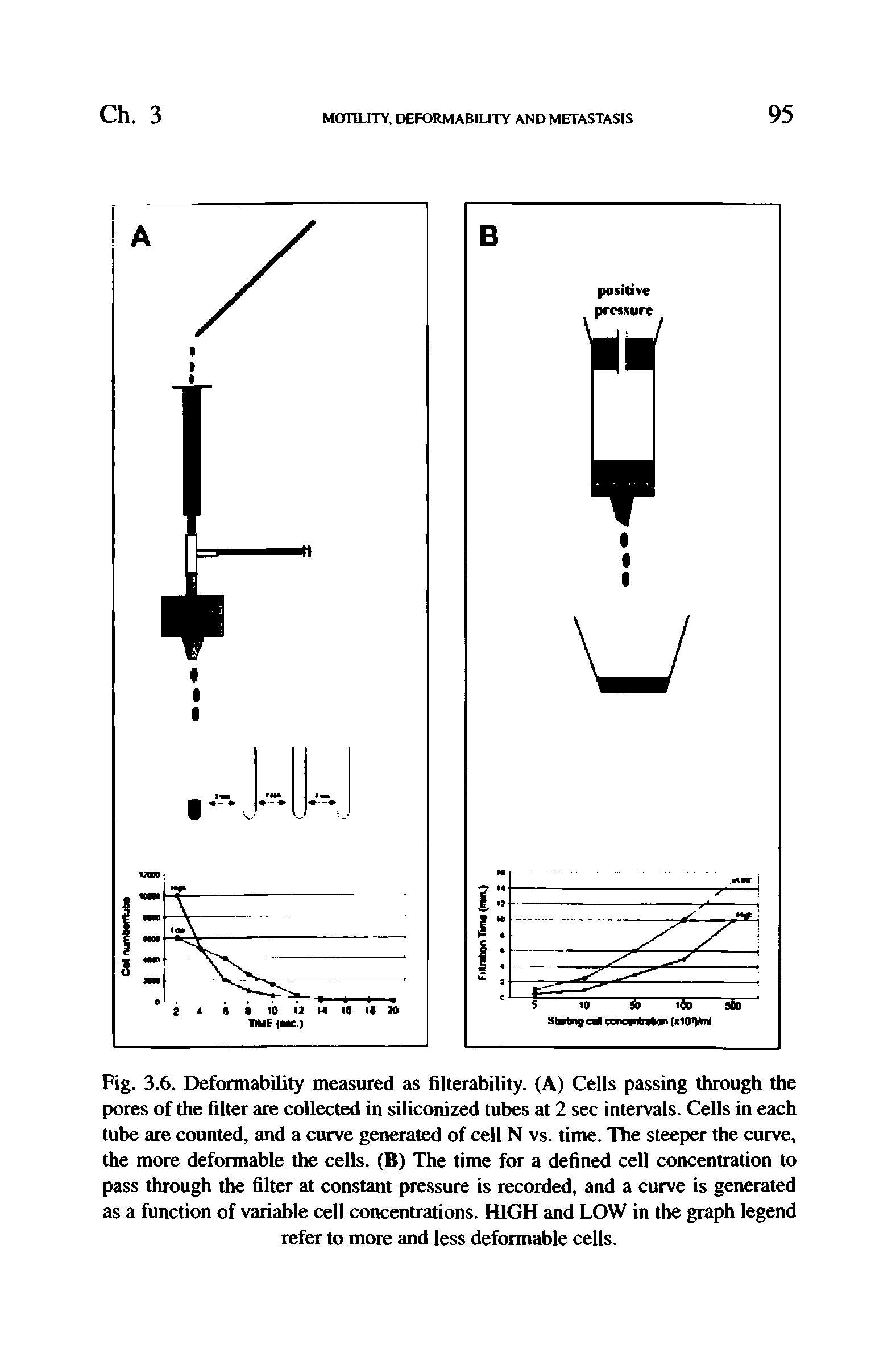 Fig. 3.6. Deformability measured as filterability. (A) Cells passing through the pores of the filter are collected in siliconized tubes at 2 sec intervals. Cells in each tube are counted, and a curve generated of cell N vs. time. The steejjer the curve, the more deformable the cells. (B) The time for a defined cell concentration to pass through the filter at constant pressure is recorded, and a curve is generated as a function of variable cell concentrations. HIGH and LOW in the graph legend refer to more and less deformable cells.