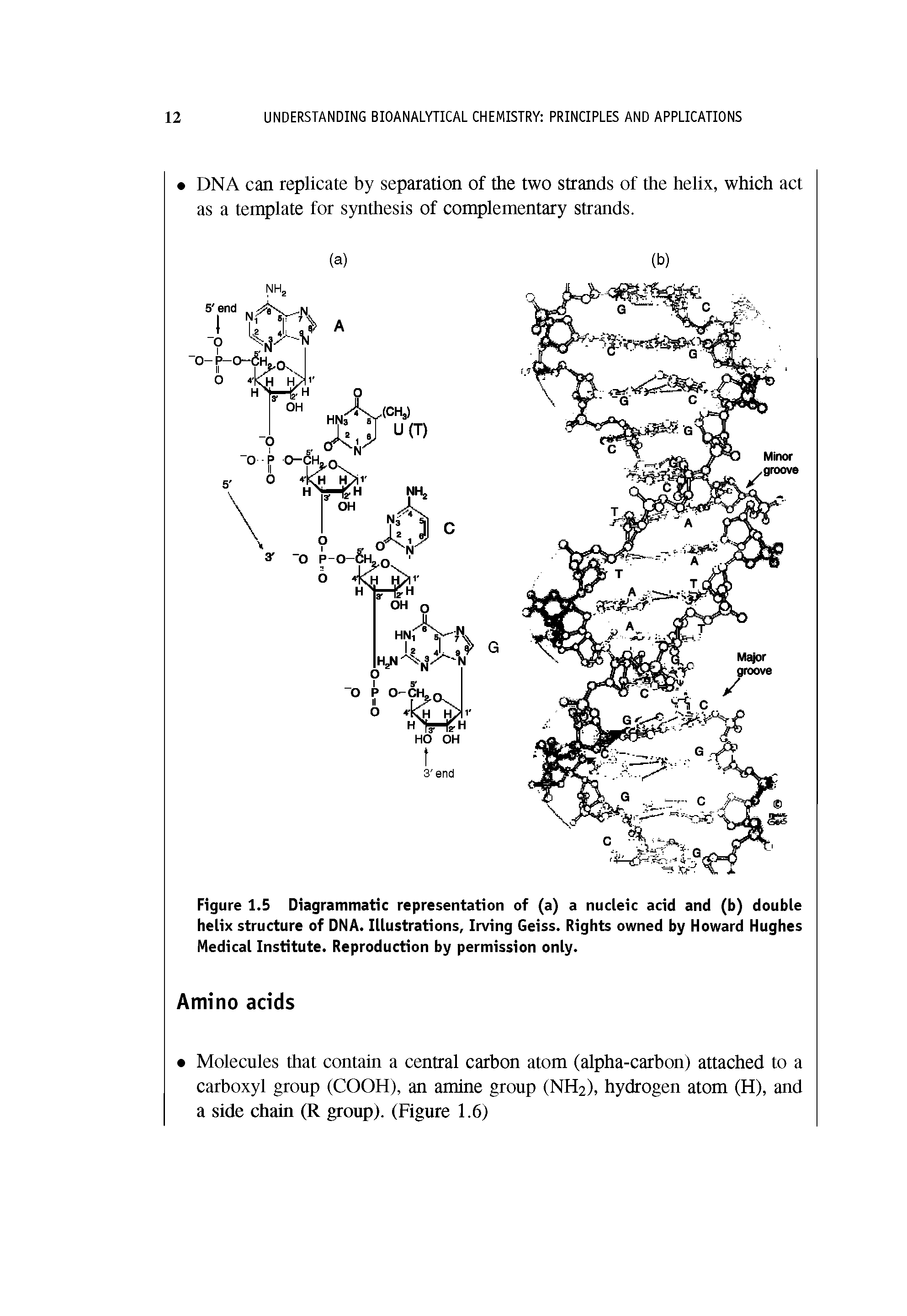 Figure 1.5 Diagrammatic representation of (a) a nucleic acid and (b) double helix structure of DNA. Illustrations, Irving Geiss. Rights owned by Howard Hughes Medical Institute. Reproduction by permission only.