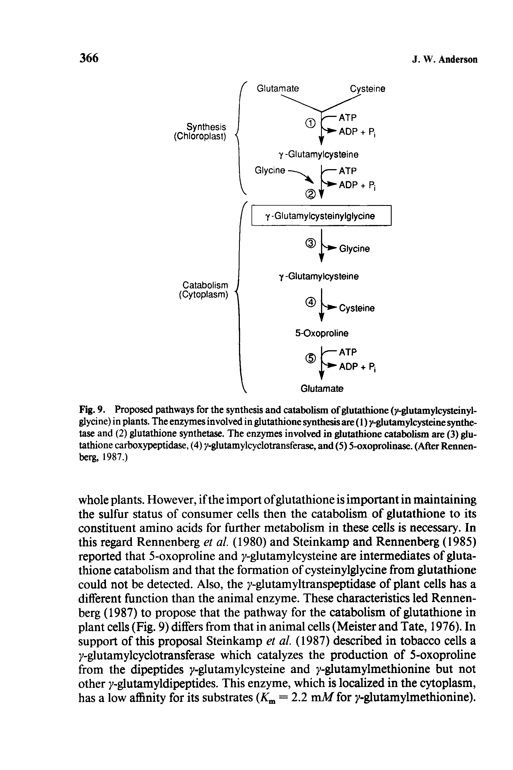 Fig. 9. Proposed pathways for the synthesis and catabolism of glutathione (y-glutamylcysteinyl-glycine) i n plants. The enzymes involved in glutathione synthesis are (1) >.glutamylcysteine synthetase and (2) glutathione synthetase. The enzymes involved in glutathione catabolism are (3) glutathione carboxypeptidase, (4) yglutamylcyclotransferase, and (5) 5-oxoprolinase. (After Rennen-beig, 1987.)...