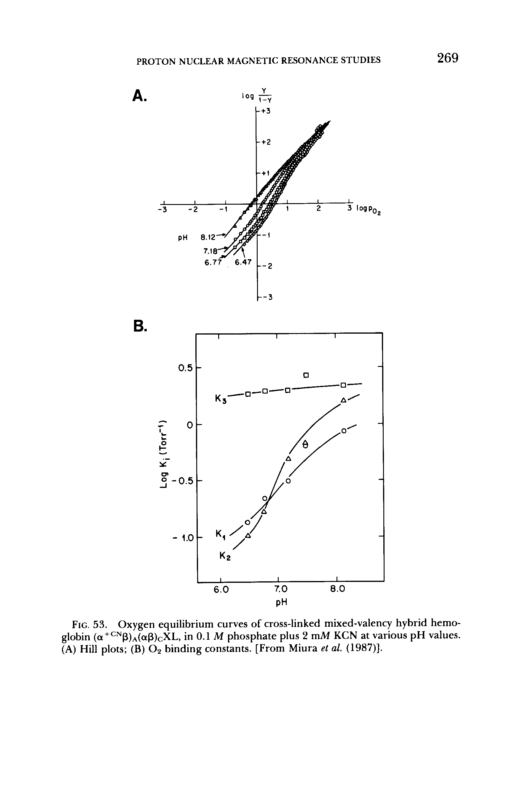 Fig. 53. Oxygen equilibrium curves of cross-linked mixed-valency hybrid hemoglobin (a + CN3)A(ap)cXL, in 0.1 M phosphate plus 2 mM KCN at various pH values. (A) Hill plots (B) 02 binding constants. [From Miura et al. (1987)].